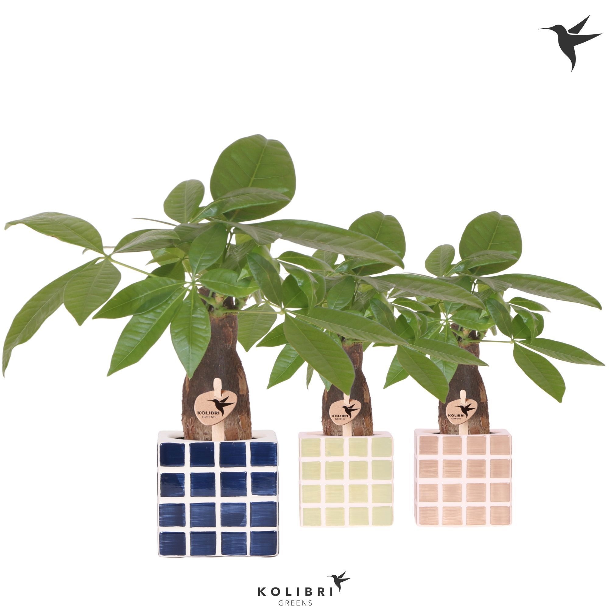 Kolibri Greens Pachira in Mosa pot blue mix, D 9