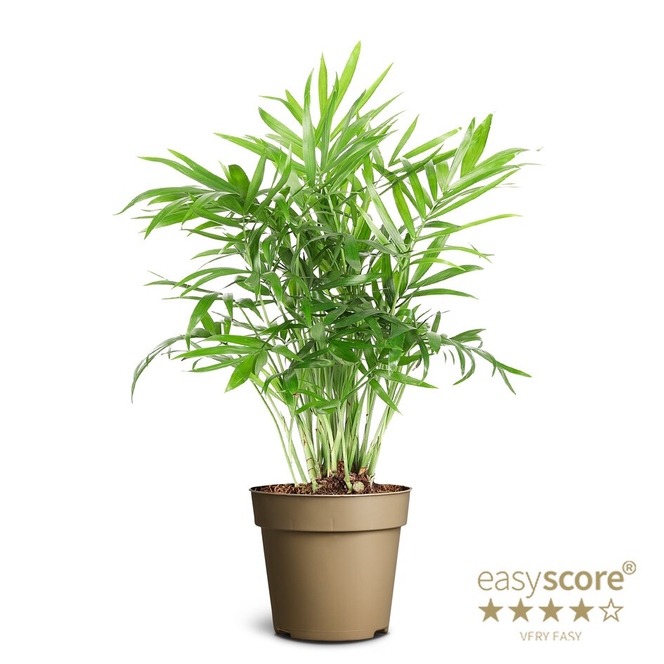 CHAMAEDOREA ELEGANS, D 9