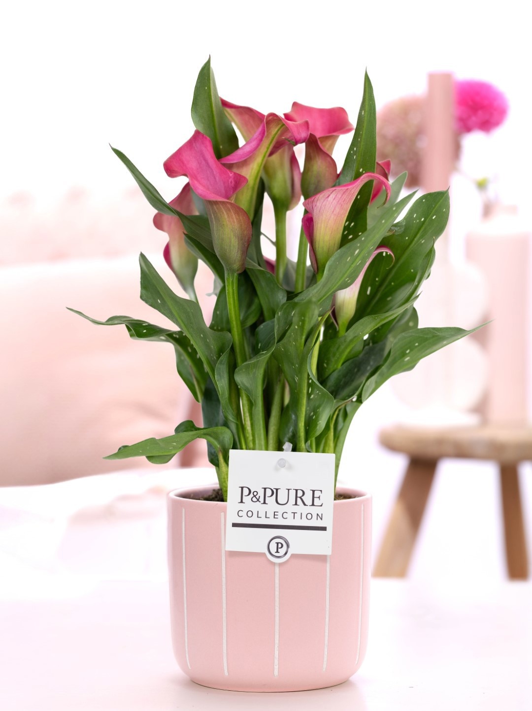 Zantedeschia pink in P&PURE Fleur ceramics pink, D 12