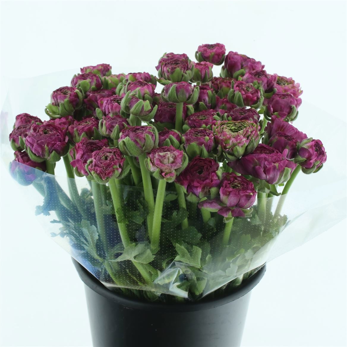 Ранункулус Пон Пон Мальва 40 (зелено-роз.), шт.