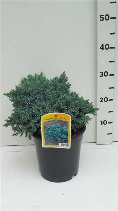 Juniperus squamata 'Blue Star', D 19