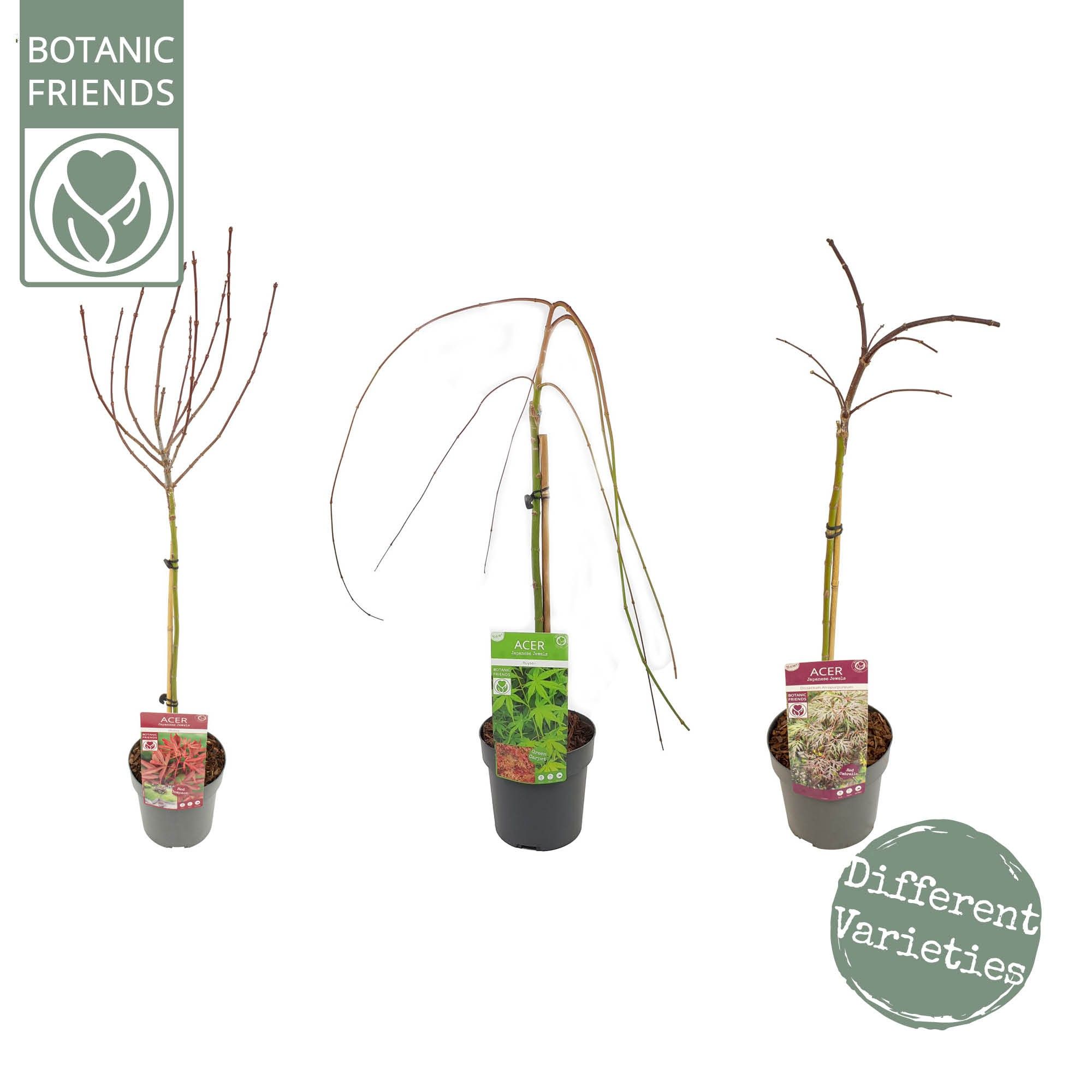 Acer palm. diverse mix, D 19