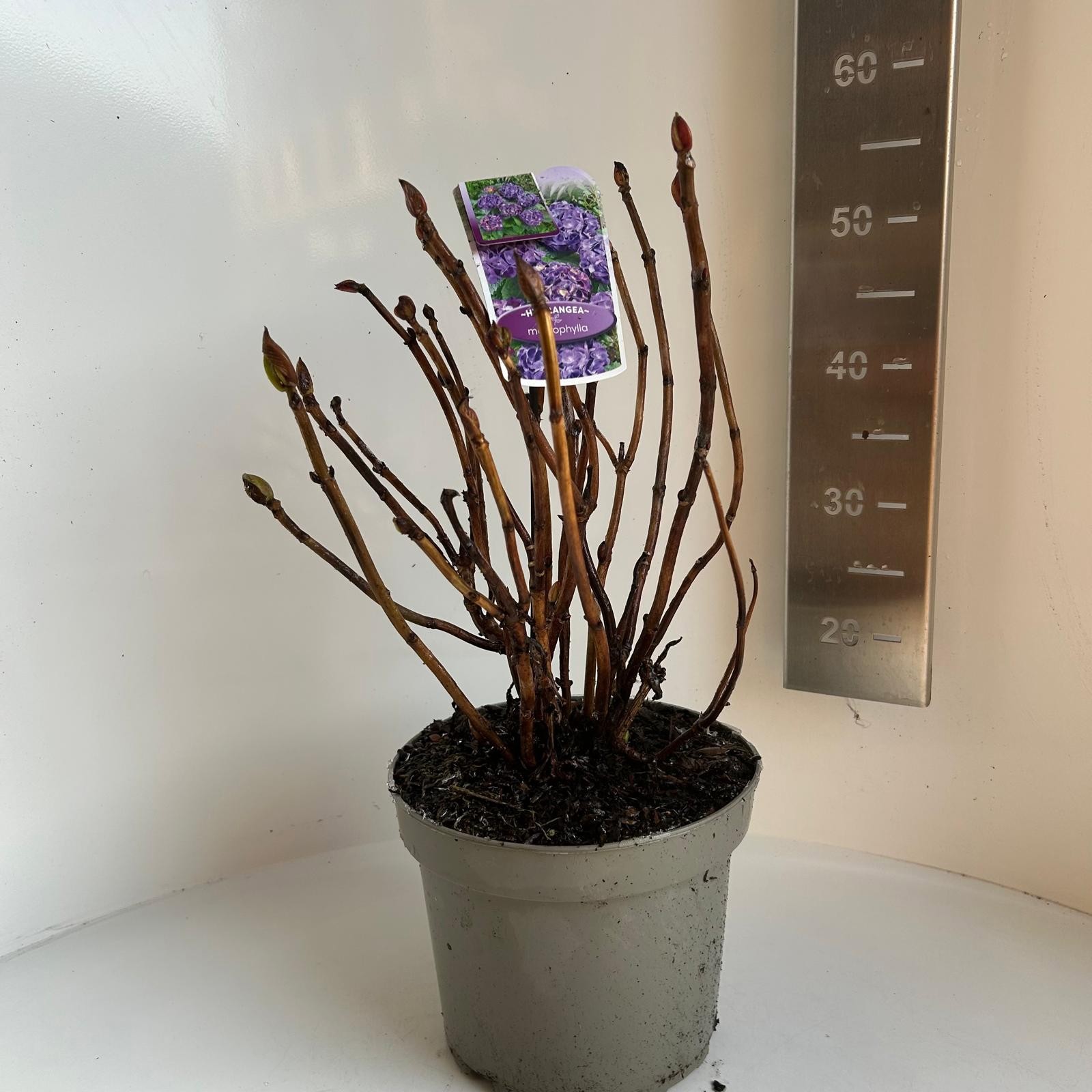 Hydrangea macrophylla Red Beauty Purple, D 23