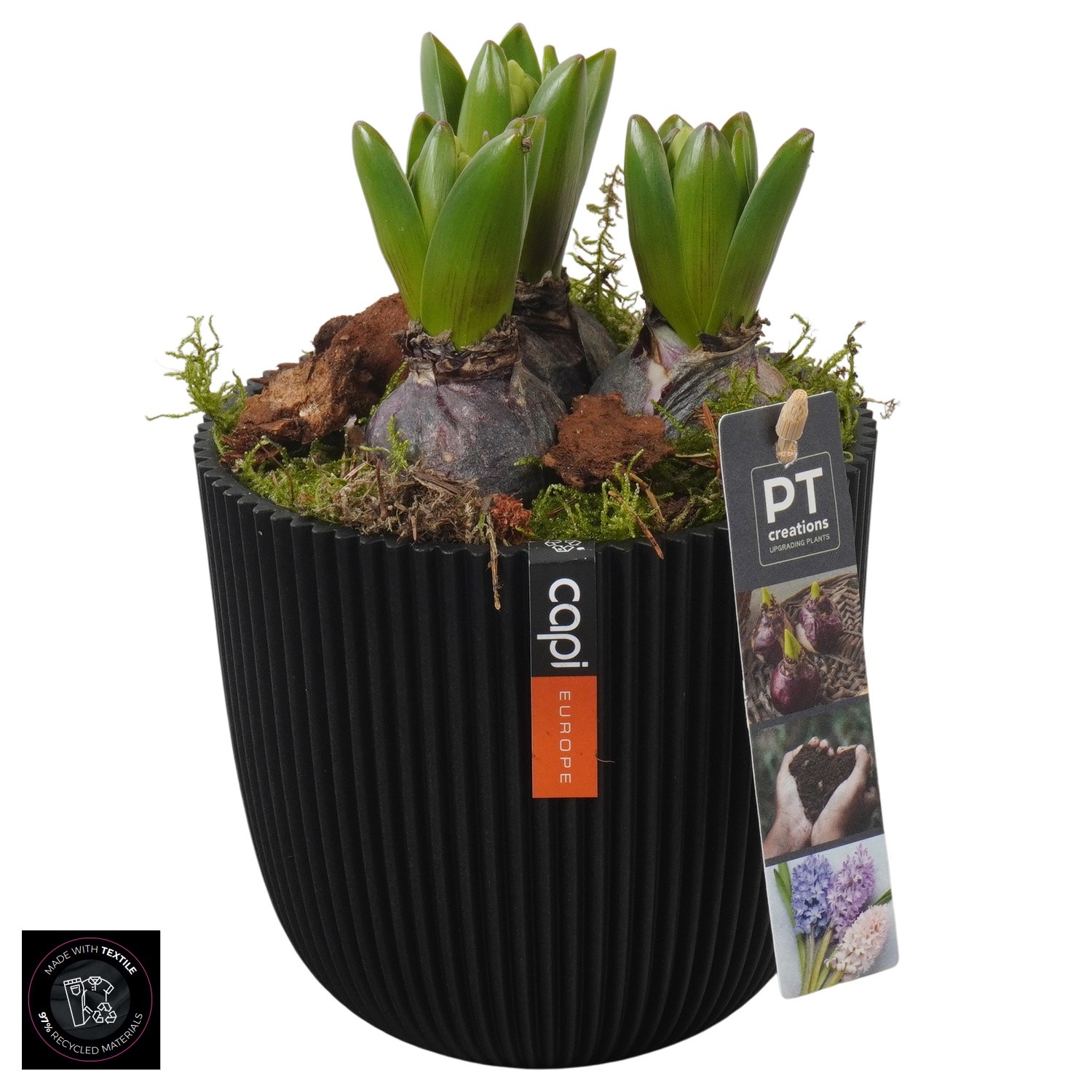 PTHC9188 Arrangement Hyacints in Capi pot, D 13