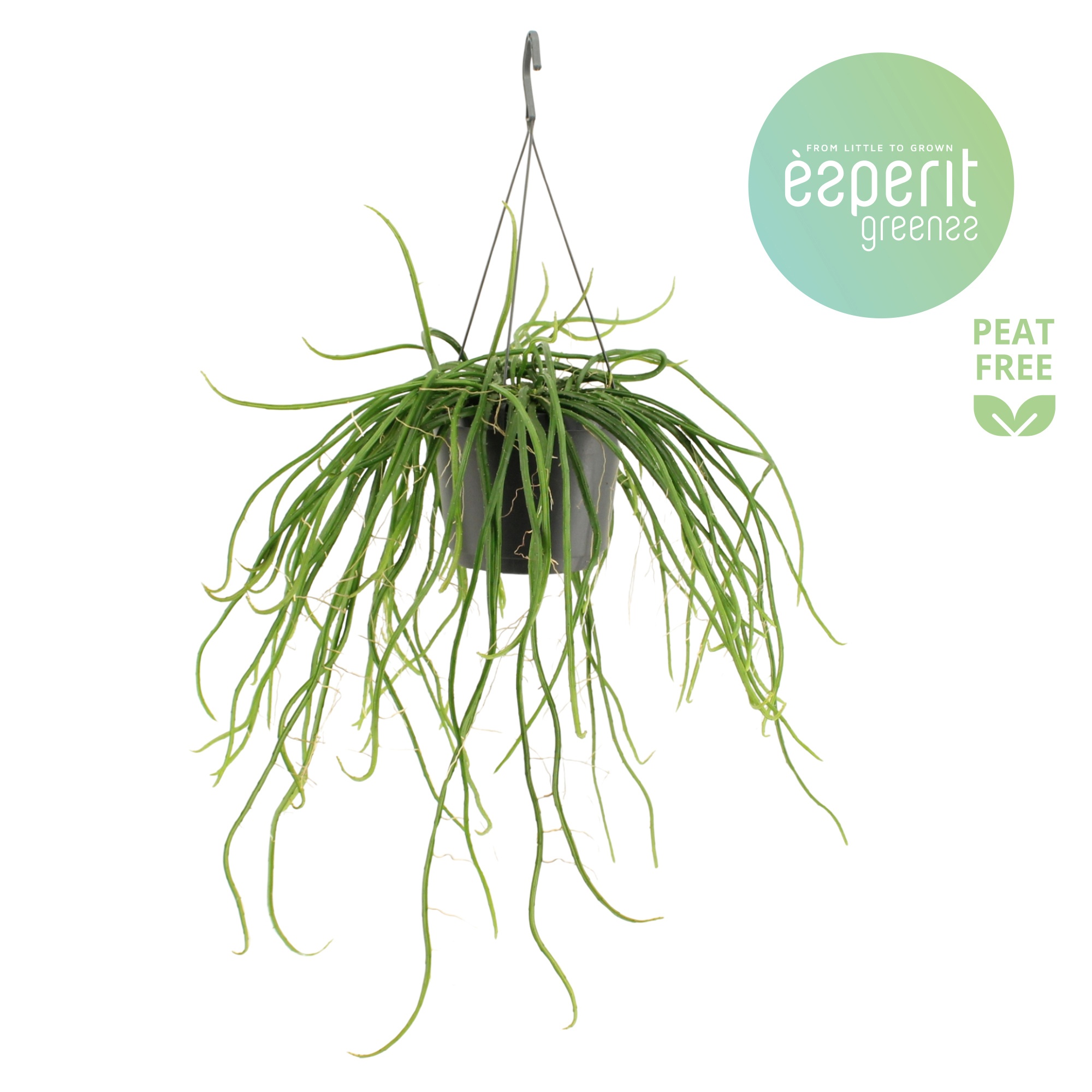 Selenicereus wercklei hangpot, D 17