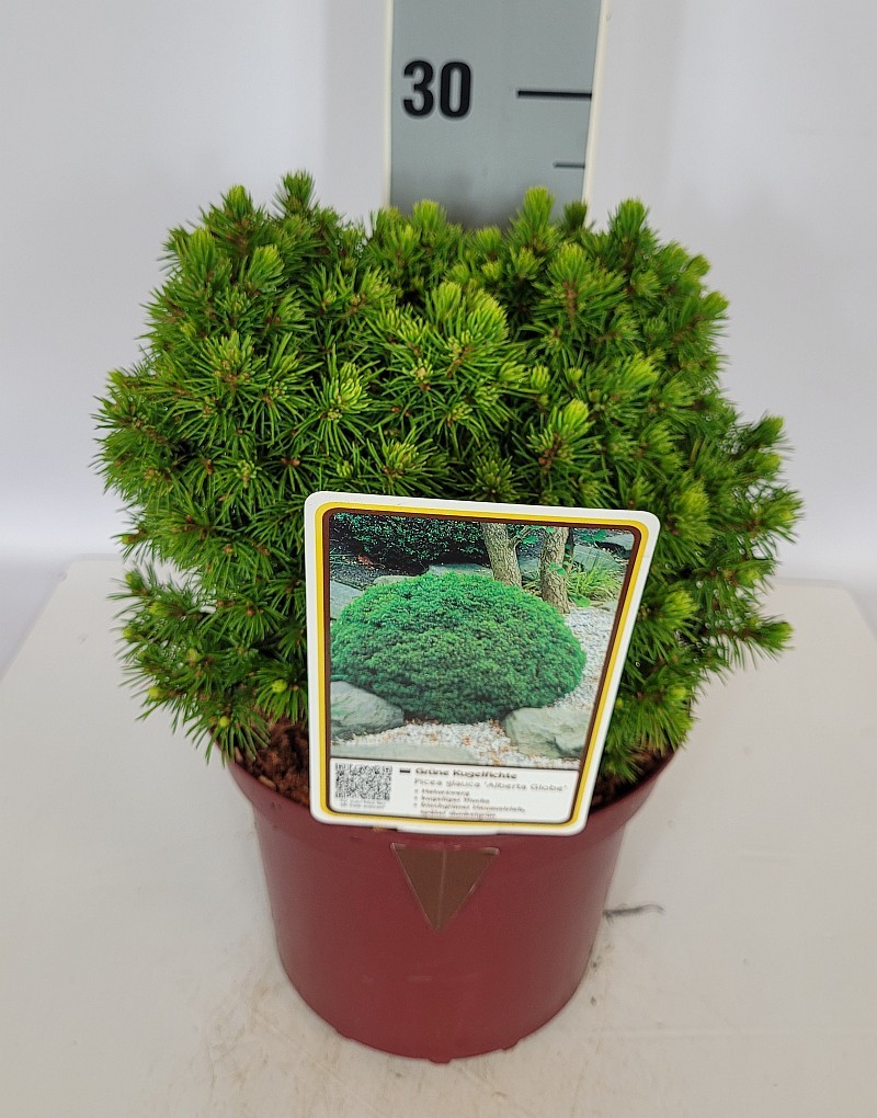 Picea glauca 'Alberta Globe' C2 15-20, D 17
