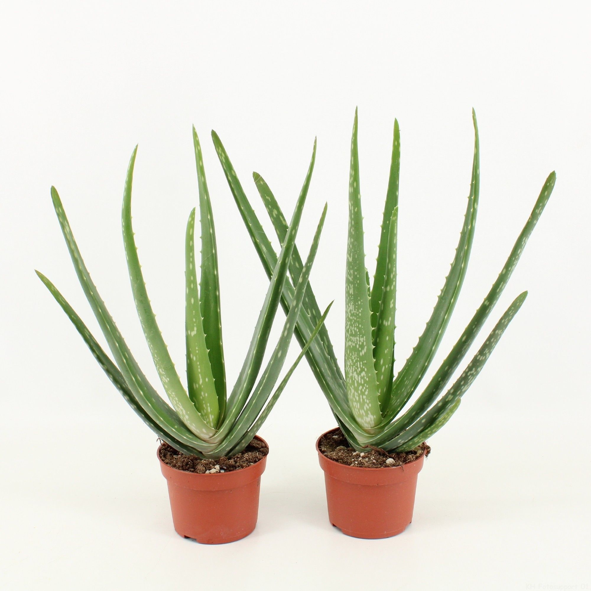 Aloe Vera P10.5, D 10,5