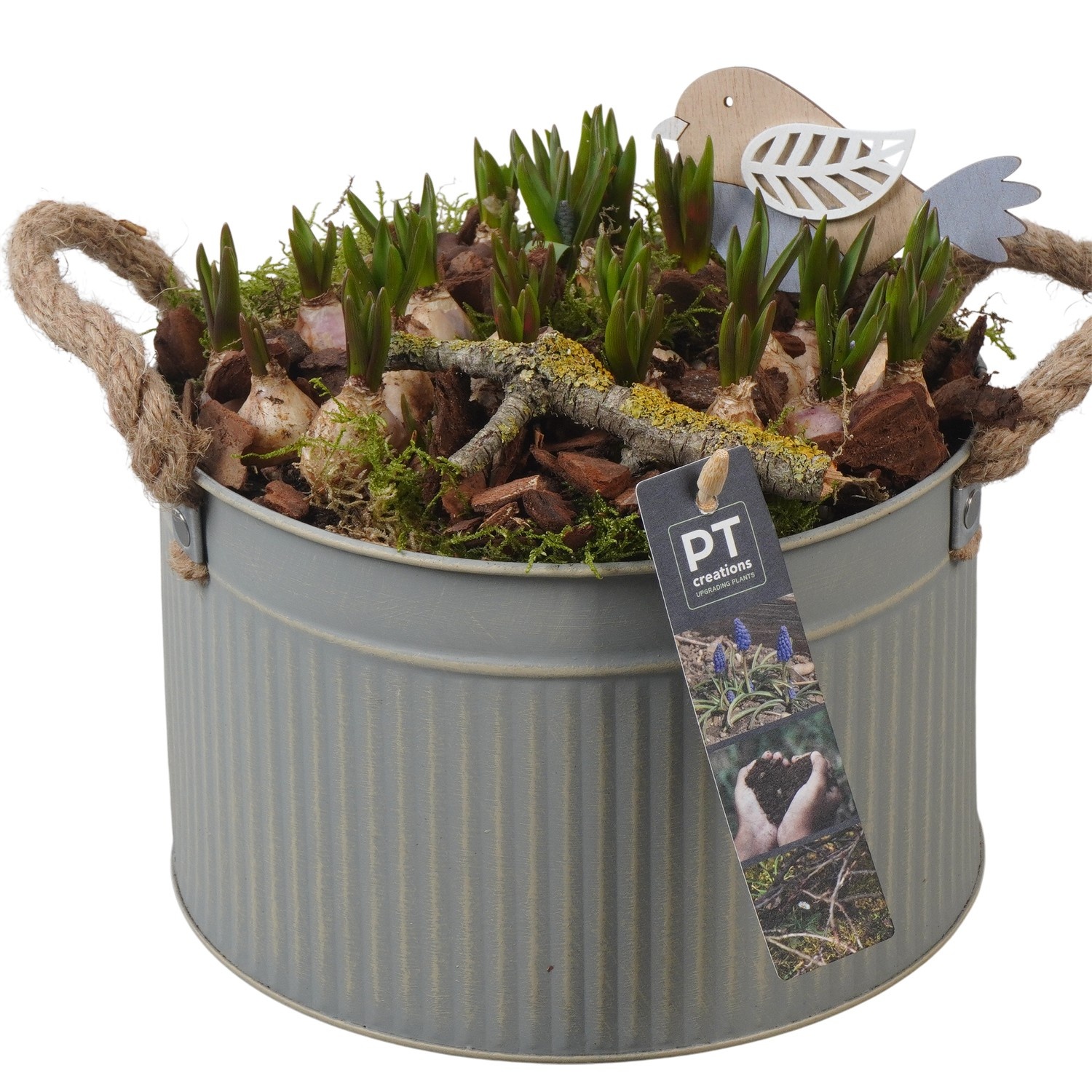 PTMB6182 Arrangement Muscari Blue in zink pot, D 21