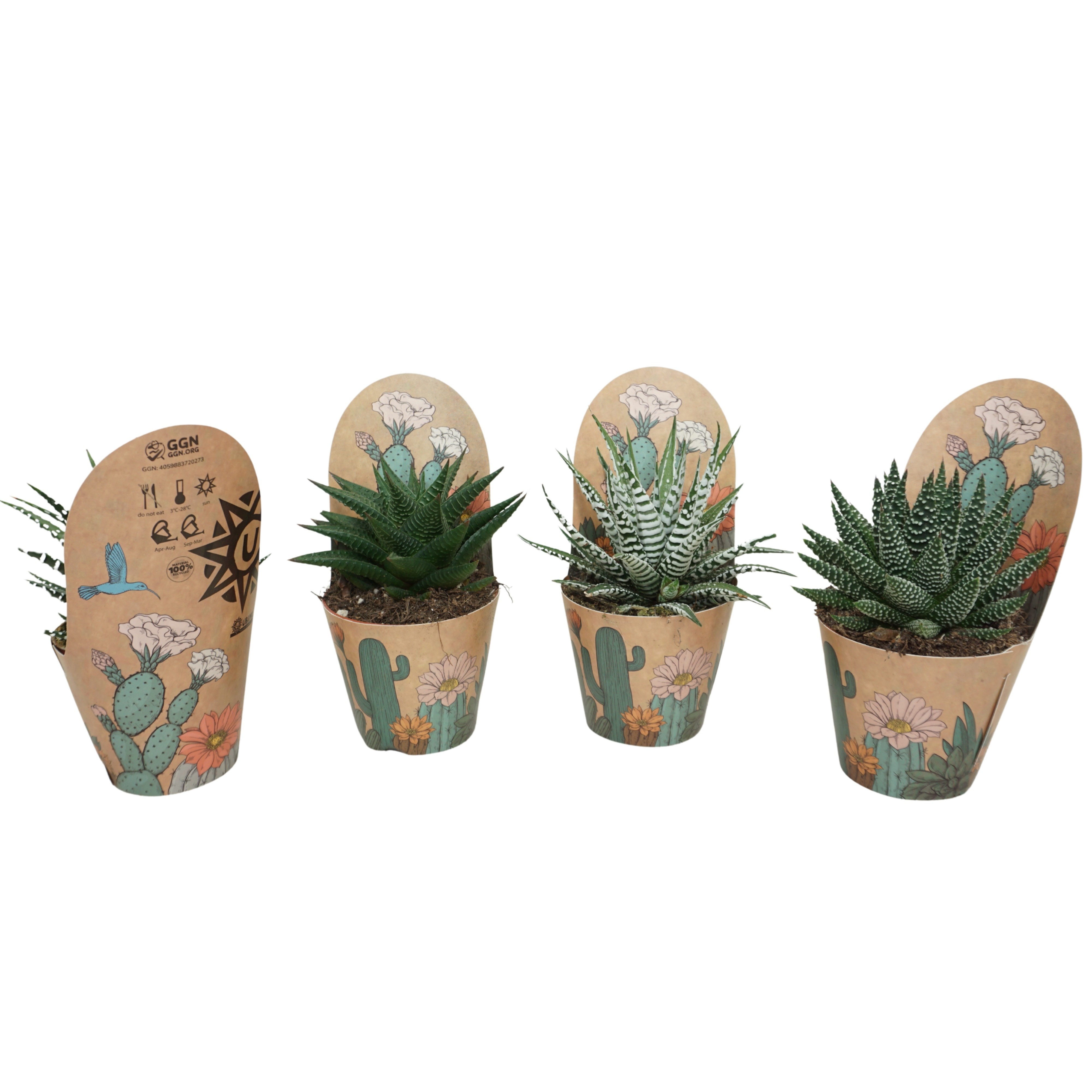 Haworthia de luxe mix 8,5 cm in Ubink potcover, D 8,5