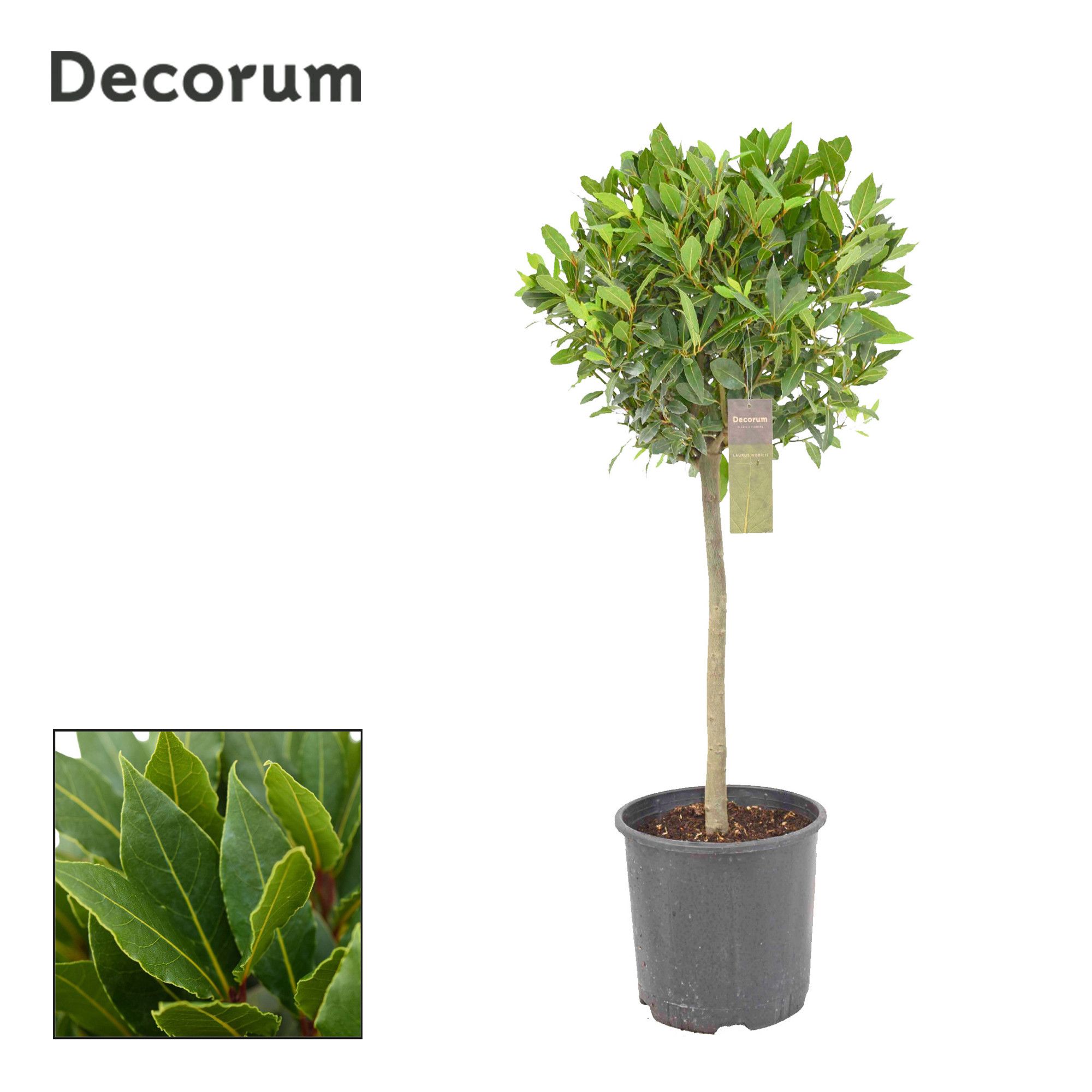 Laurus nobilis Bol op stam, D 30