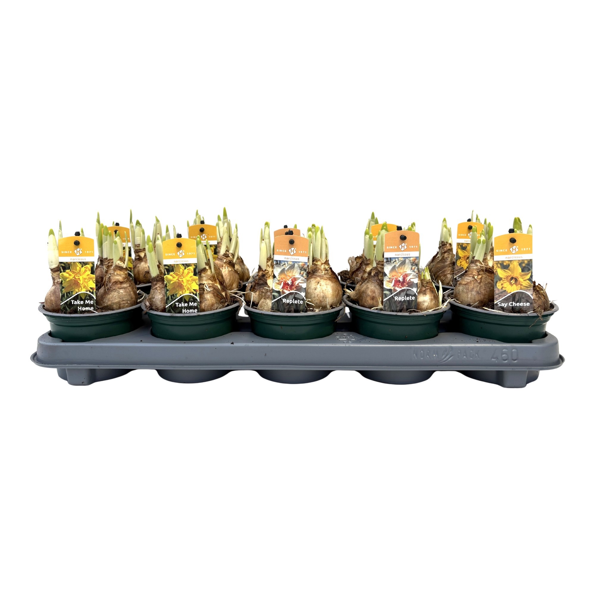 Narcissus grootbloemig gemengd 3 soorten, D 12