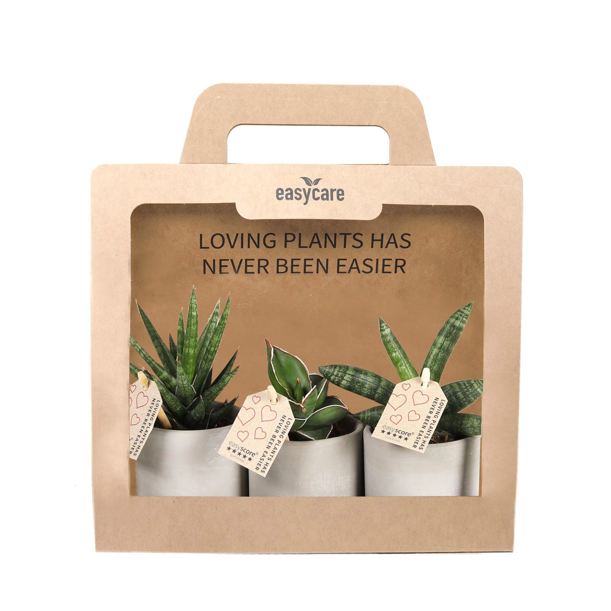 3-Pack Raw Grey, Cites Free, D 7