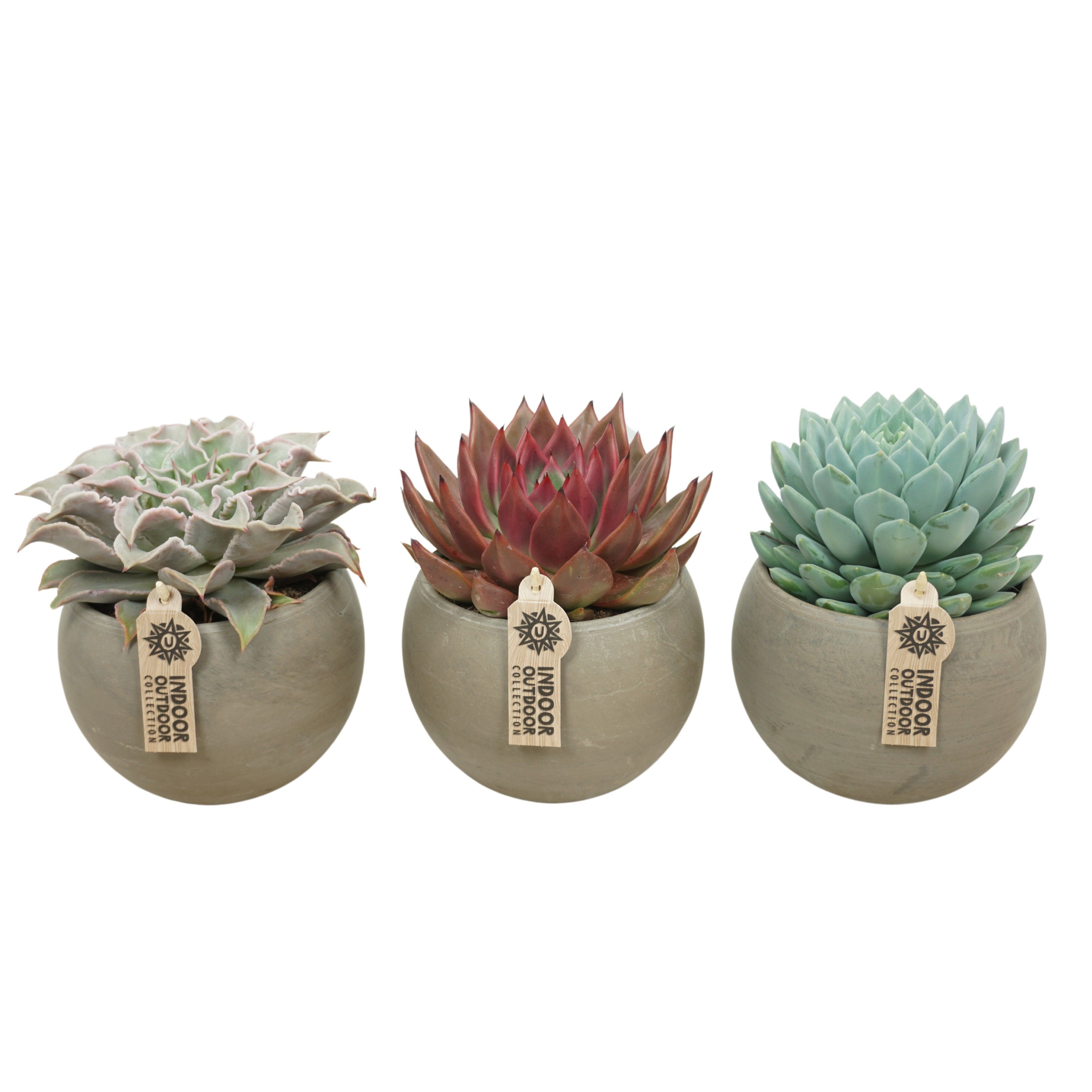 Echeveria mix in 17 cm 'Bol Pot', D 13