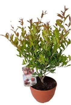 Punica granatum T20, D 20