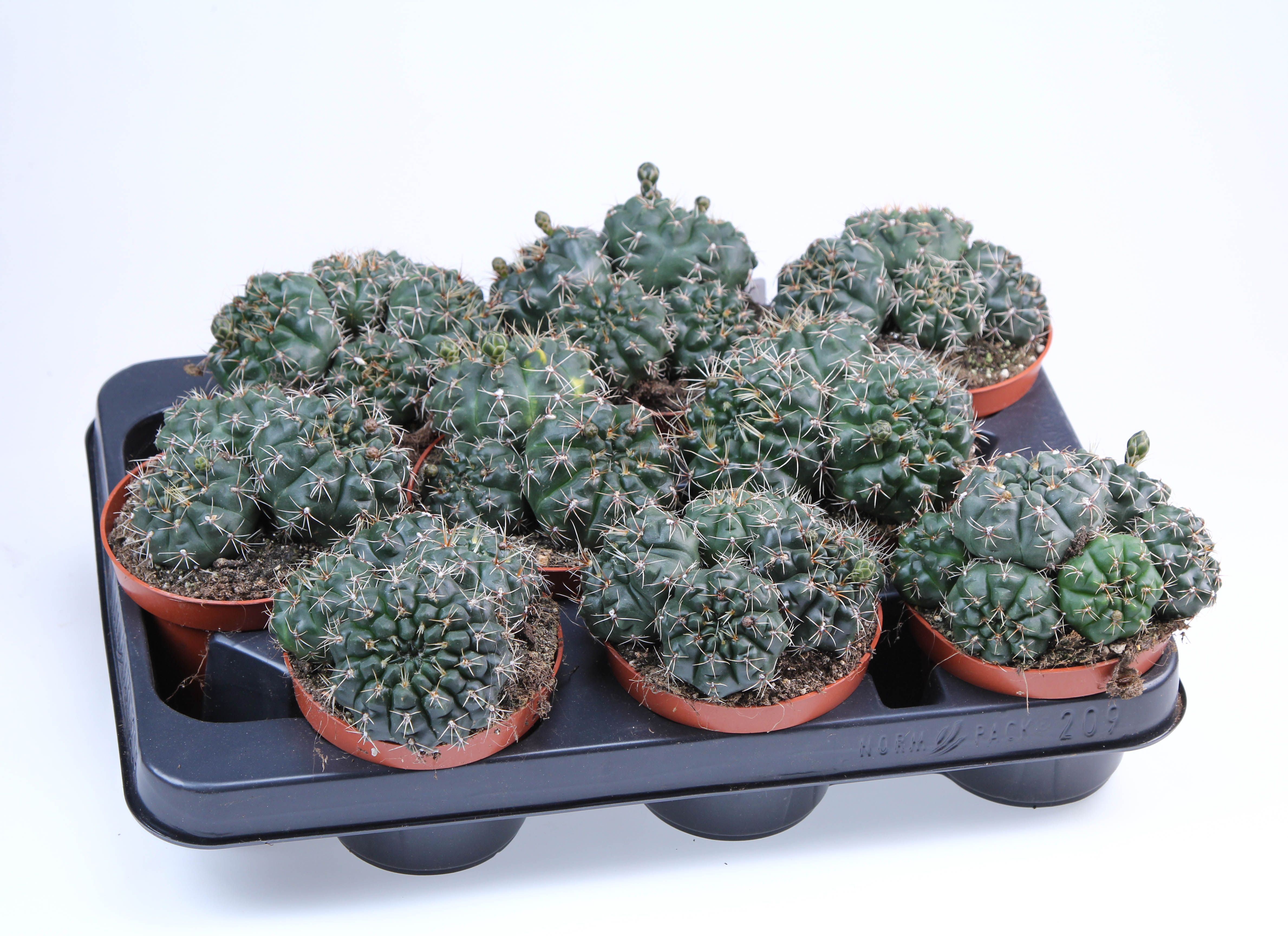 Gymnocalicium Baldianum, D 10,5