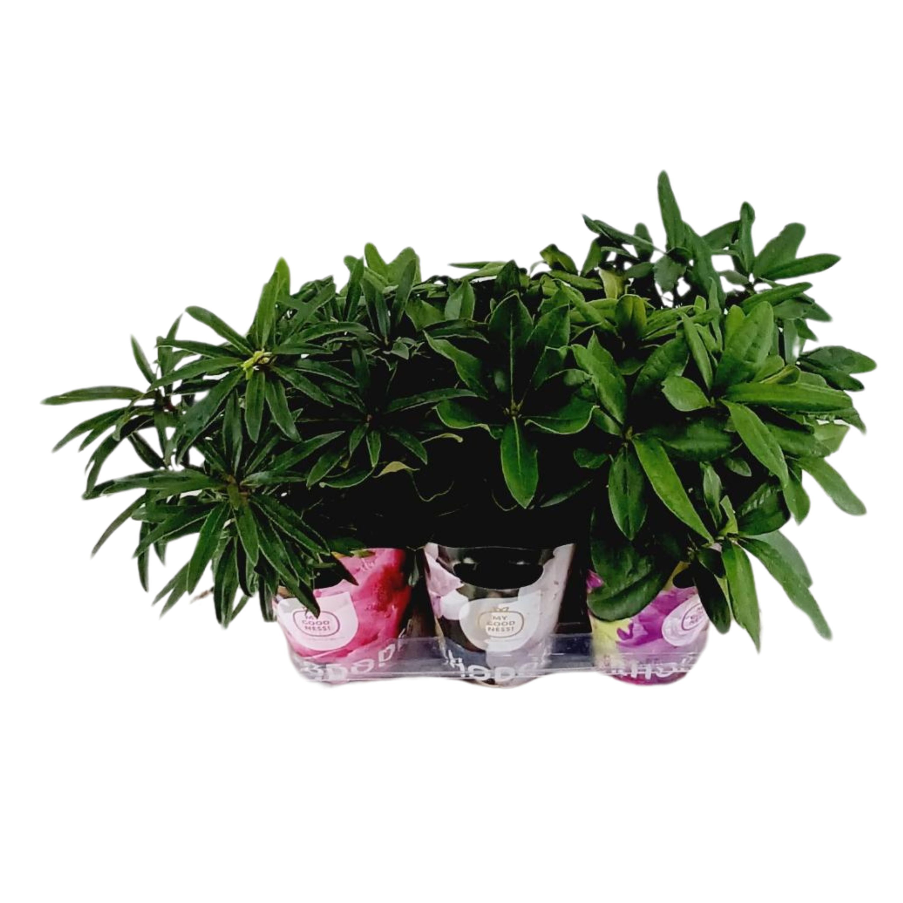 Rhododendron 30-35 /2 liter 'Mix Tray' met Potcover, D 17