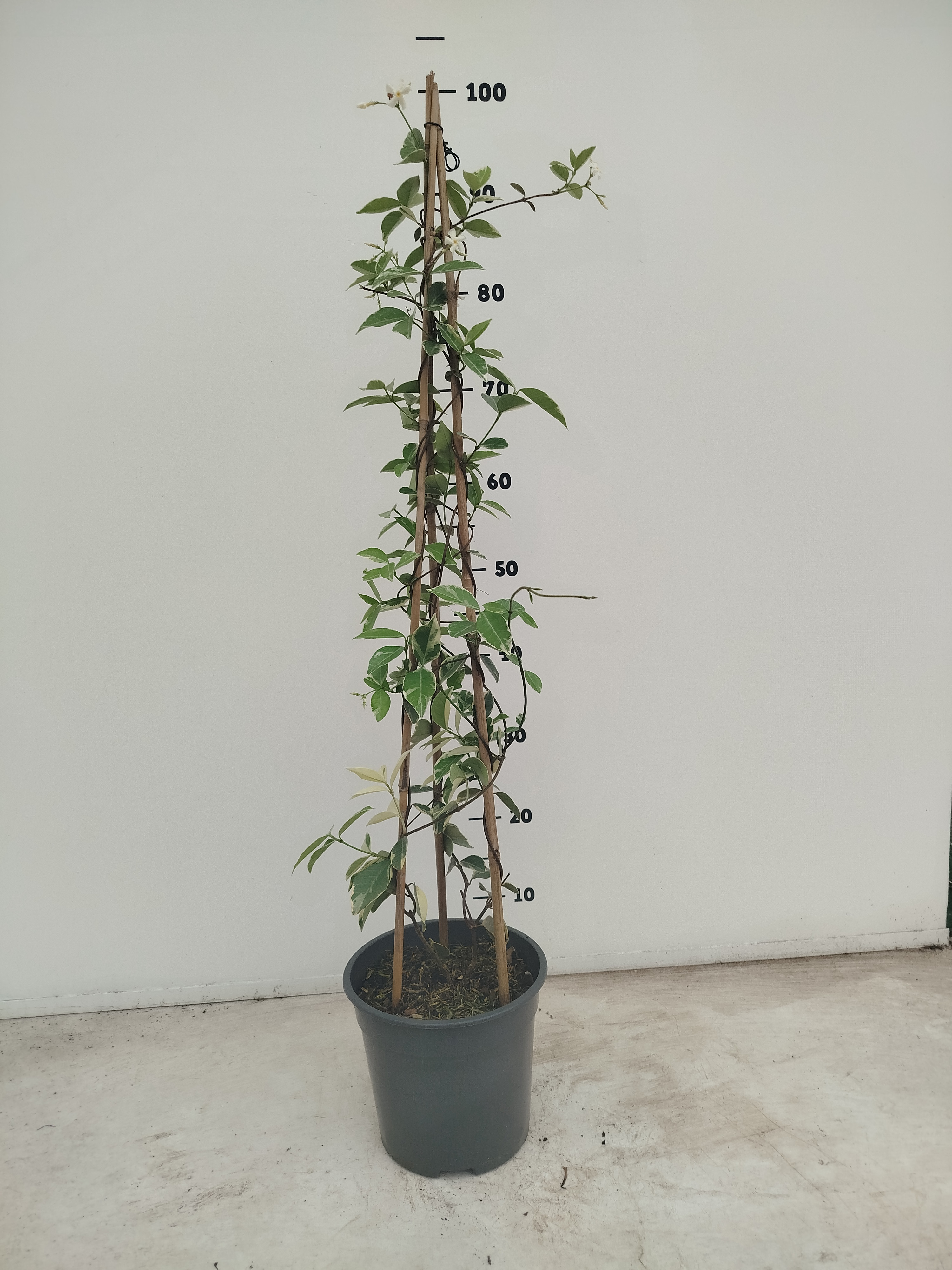 Trachelospermum jasminoides Variegata, D 19