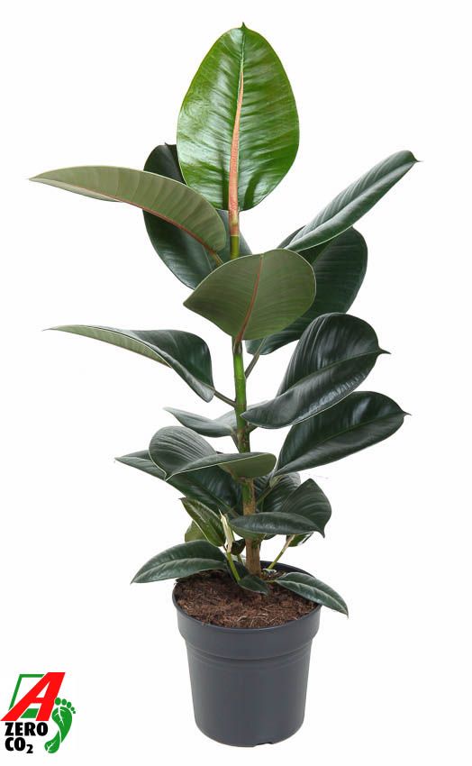 Ficus Robusta 1PP P19, D 19
