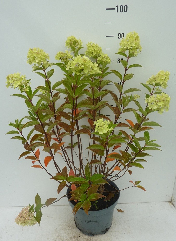 Hydrangea paniculata Pinklight ®, D 27