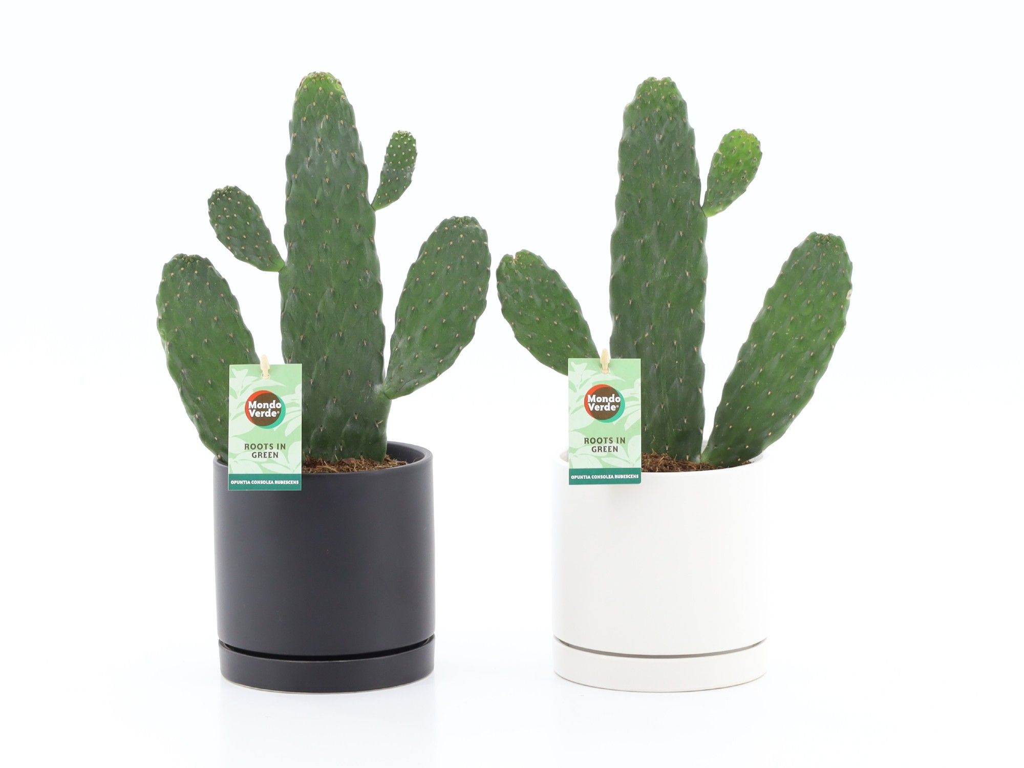 Opuntia rubescens Consolea in Hainan, D 13