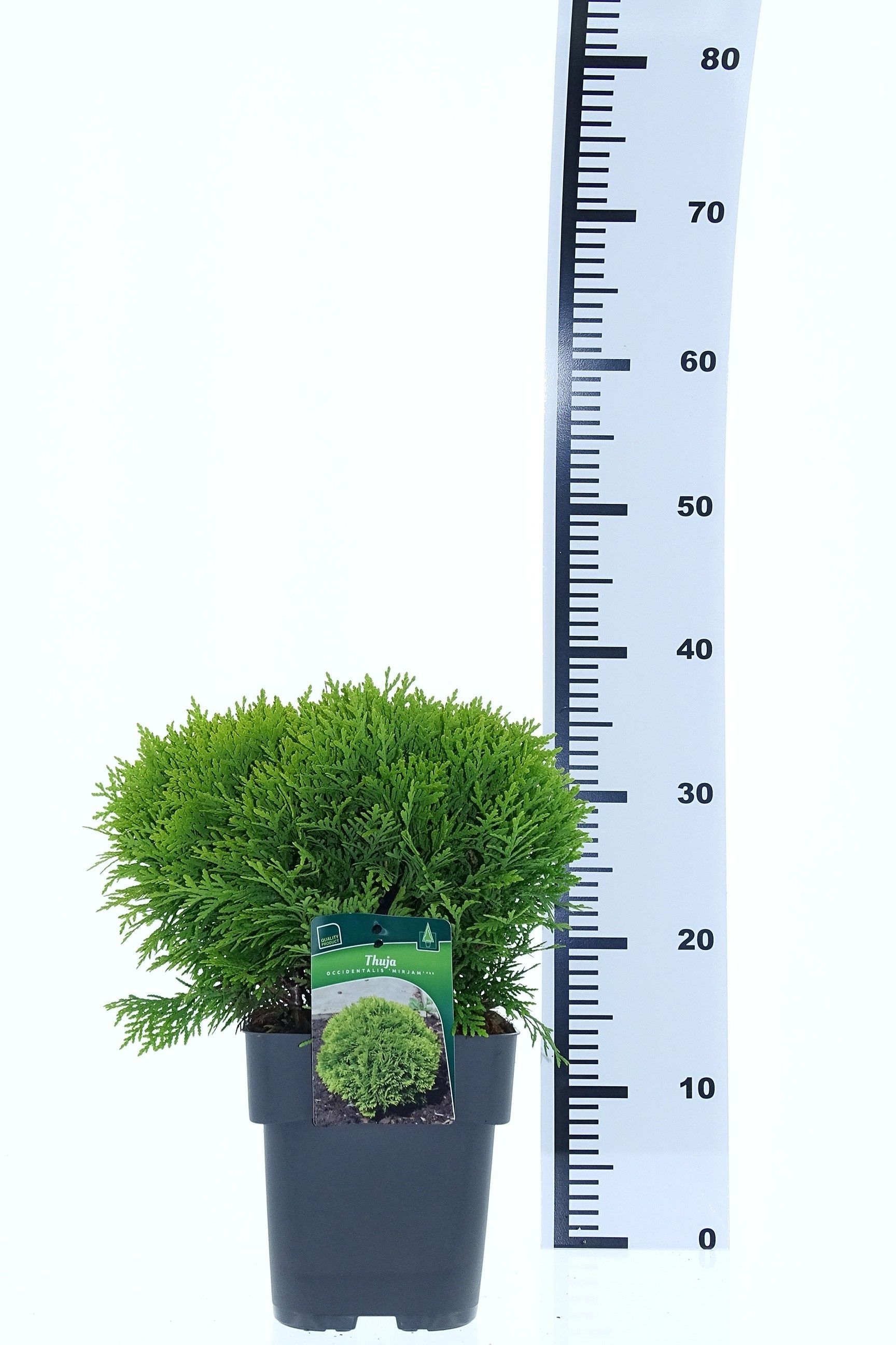 Thuja occdentalis 'Mirjam', D 19