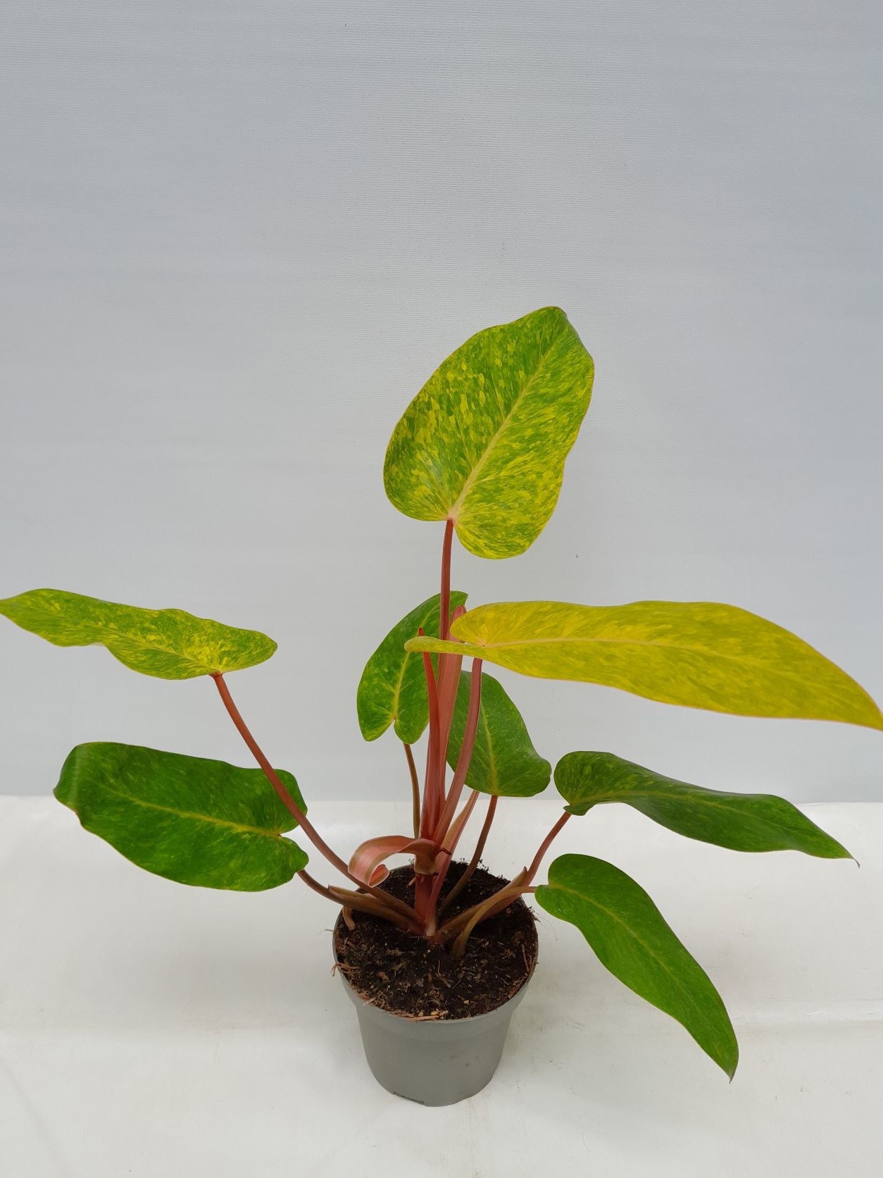 PHILODENDRON ERUBESCENS 'PAINTED LADY', D 12