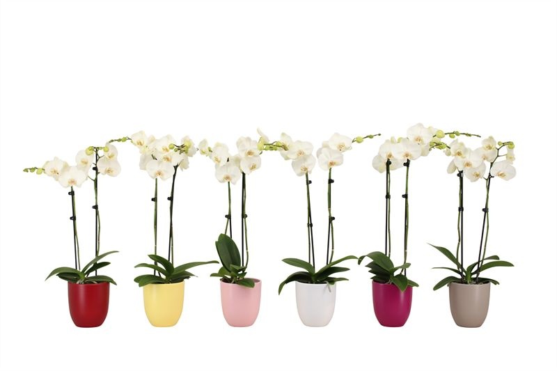 Hugo p12 mix paradise Phal white 2T14+, D 12