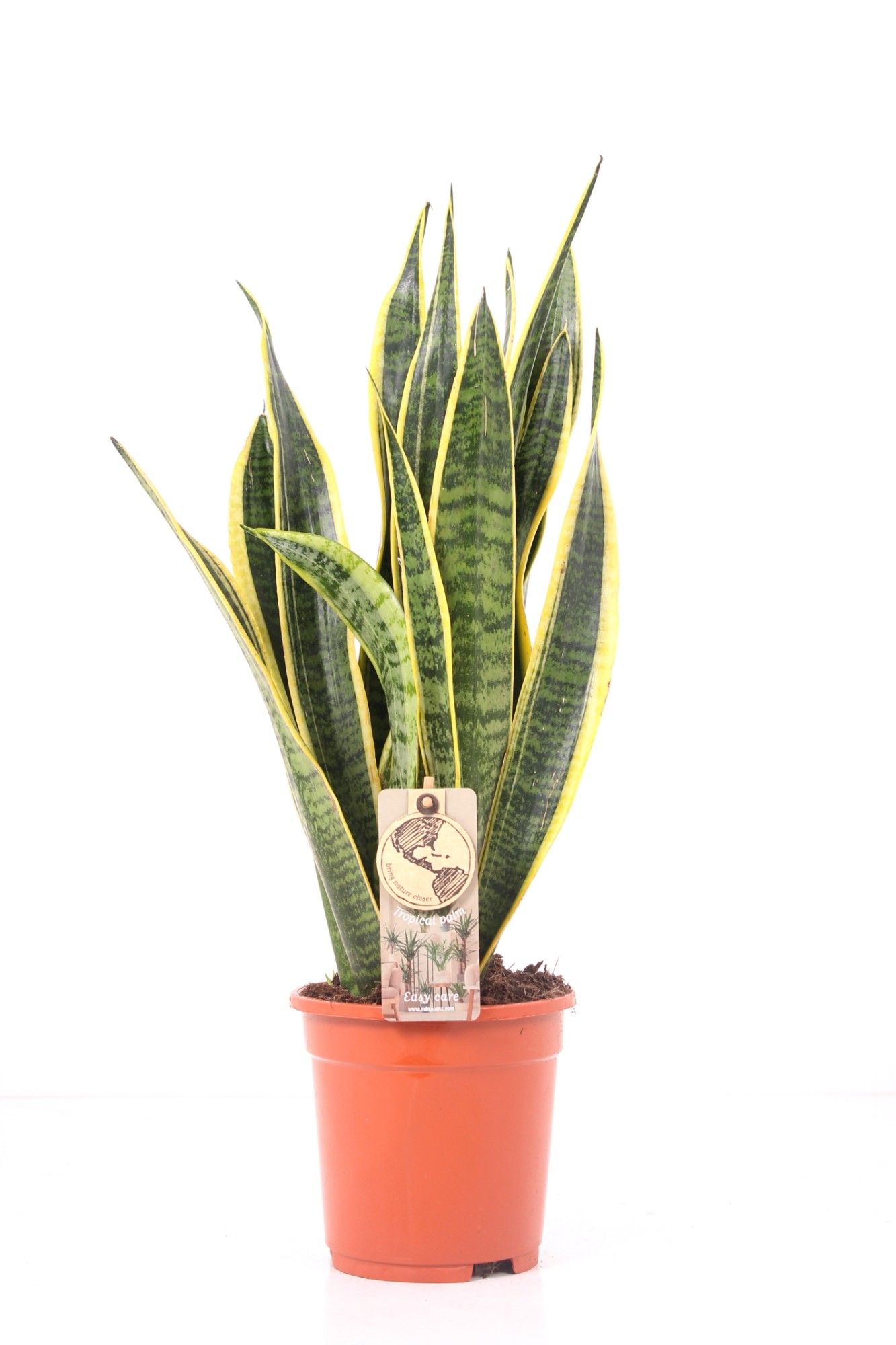 Sansevieria P17 Laurentii, D 17