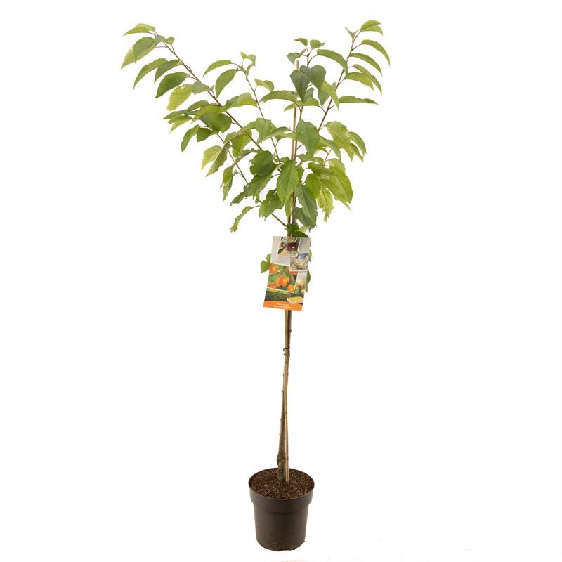 Prunus avium Big. Napol�on halfstam Geel-rode kers, D 27