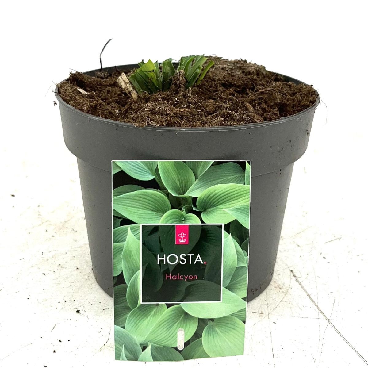 Hosta 'Halcyon', D 17