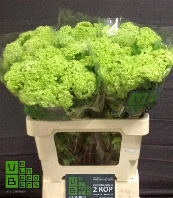 Вибурнум Розеум 60 (зел.), шт.