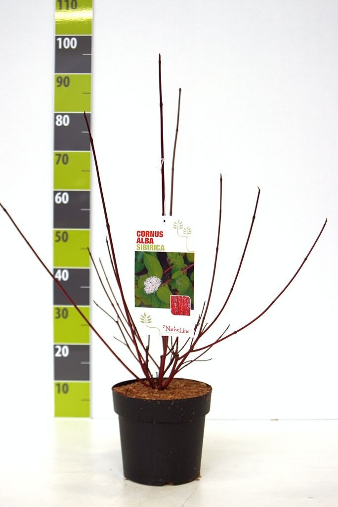 Cornus alba 'Sibirica' C 4,6, D 23