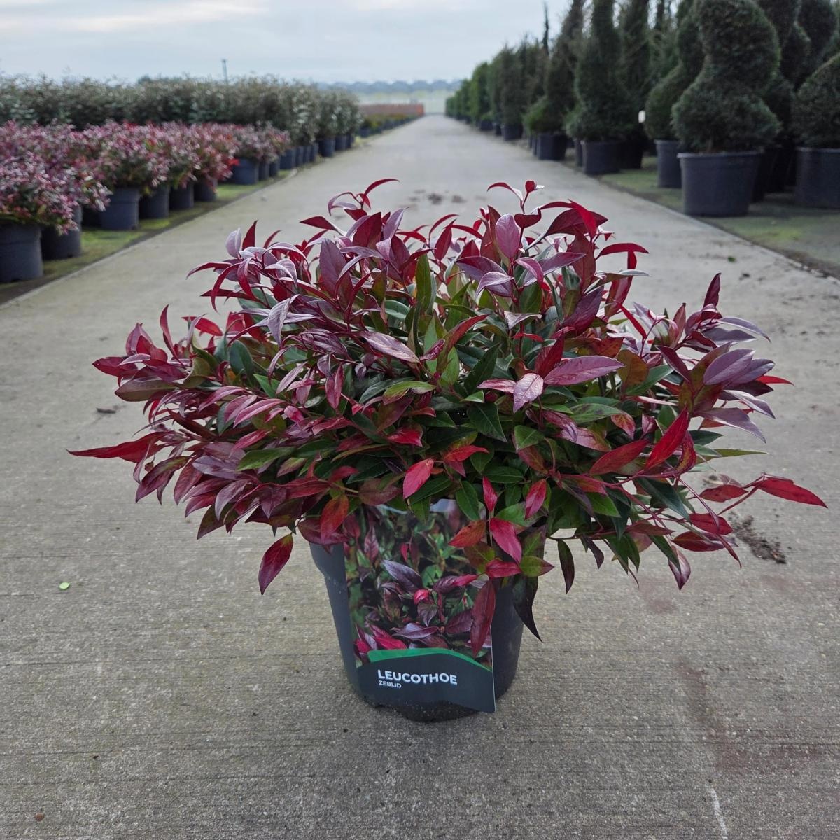 Leucothoe 'Zeblid', D 29