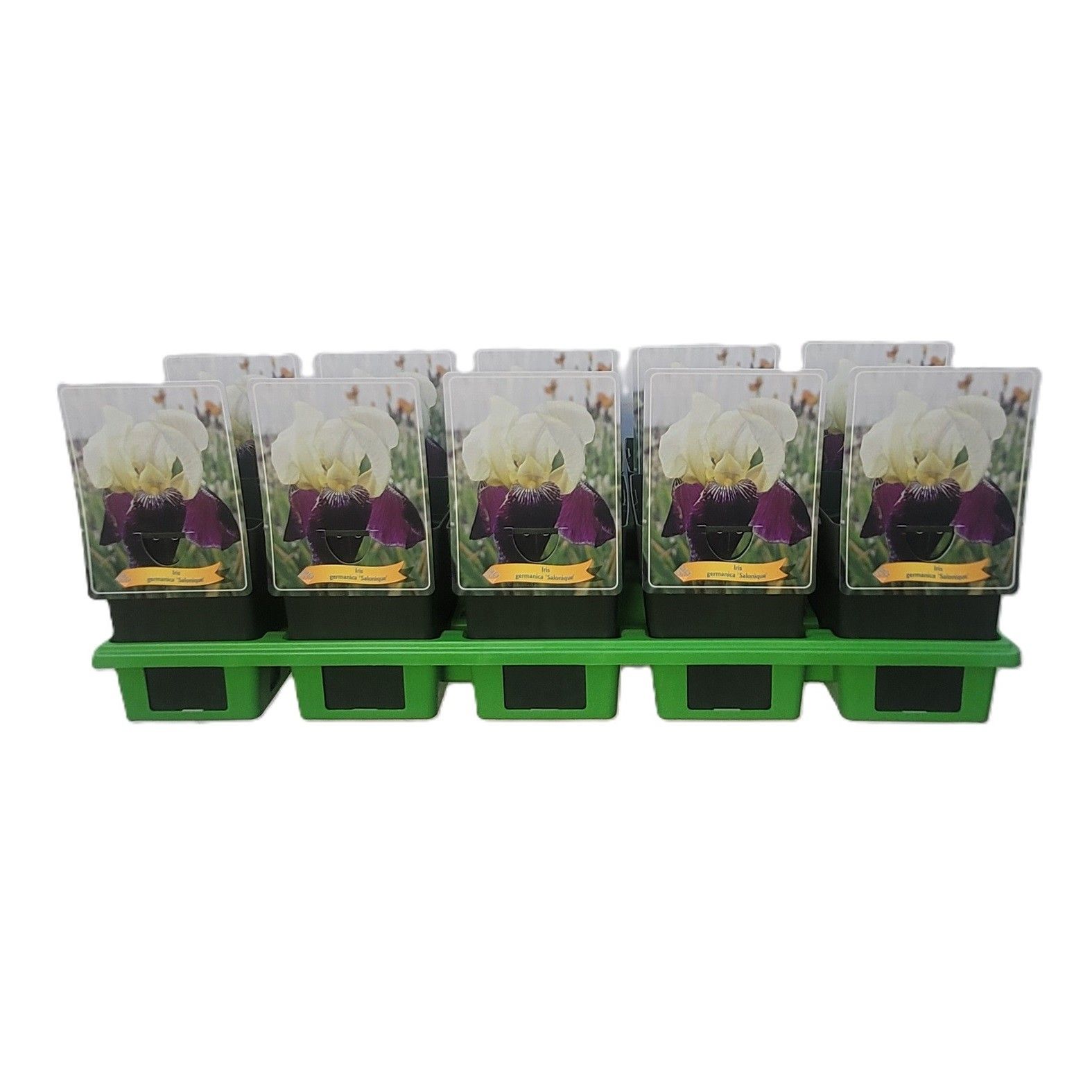 Iris Germanica 'Salonique' P11, D 11