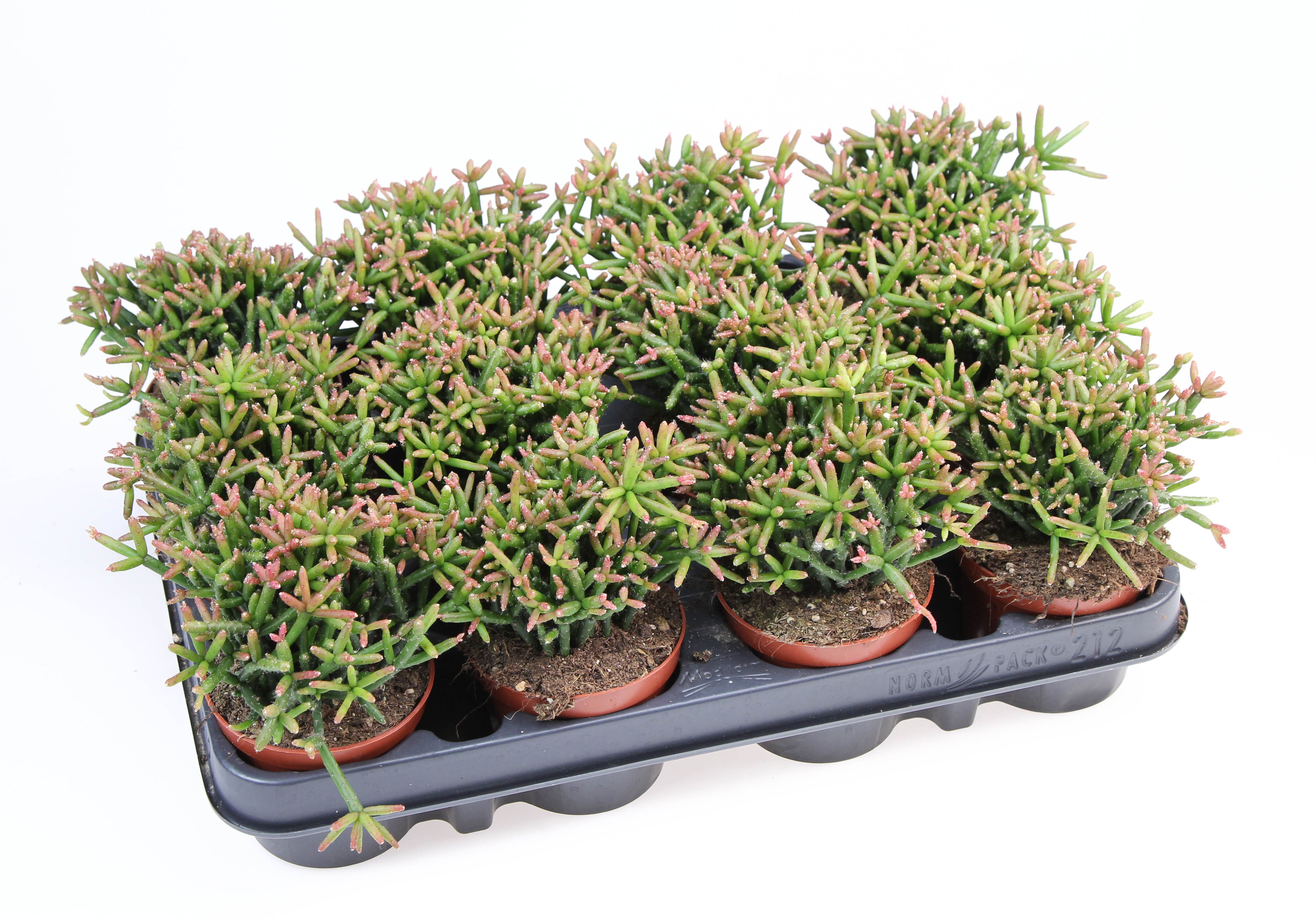 Rhipsalis burchellii, D 8,5