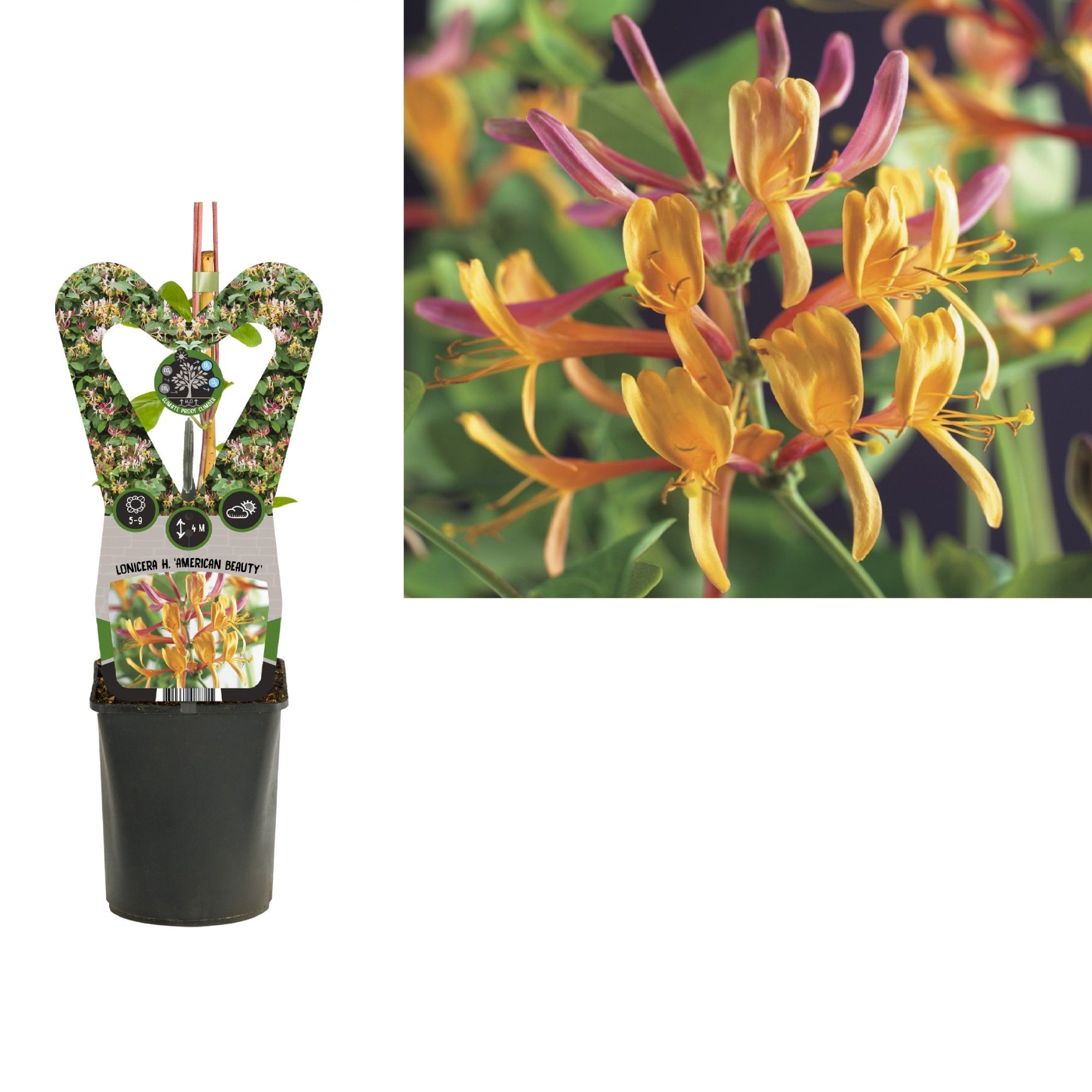 Lonicera heckrottii 'American Beauty' +3.0 label, D 11