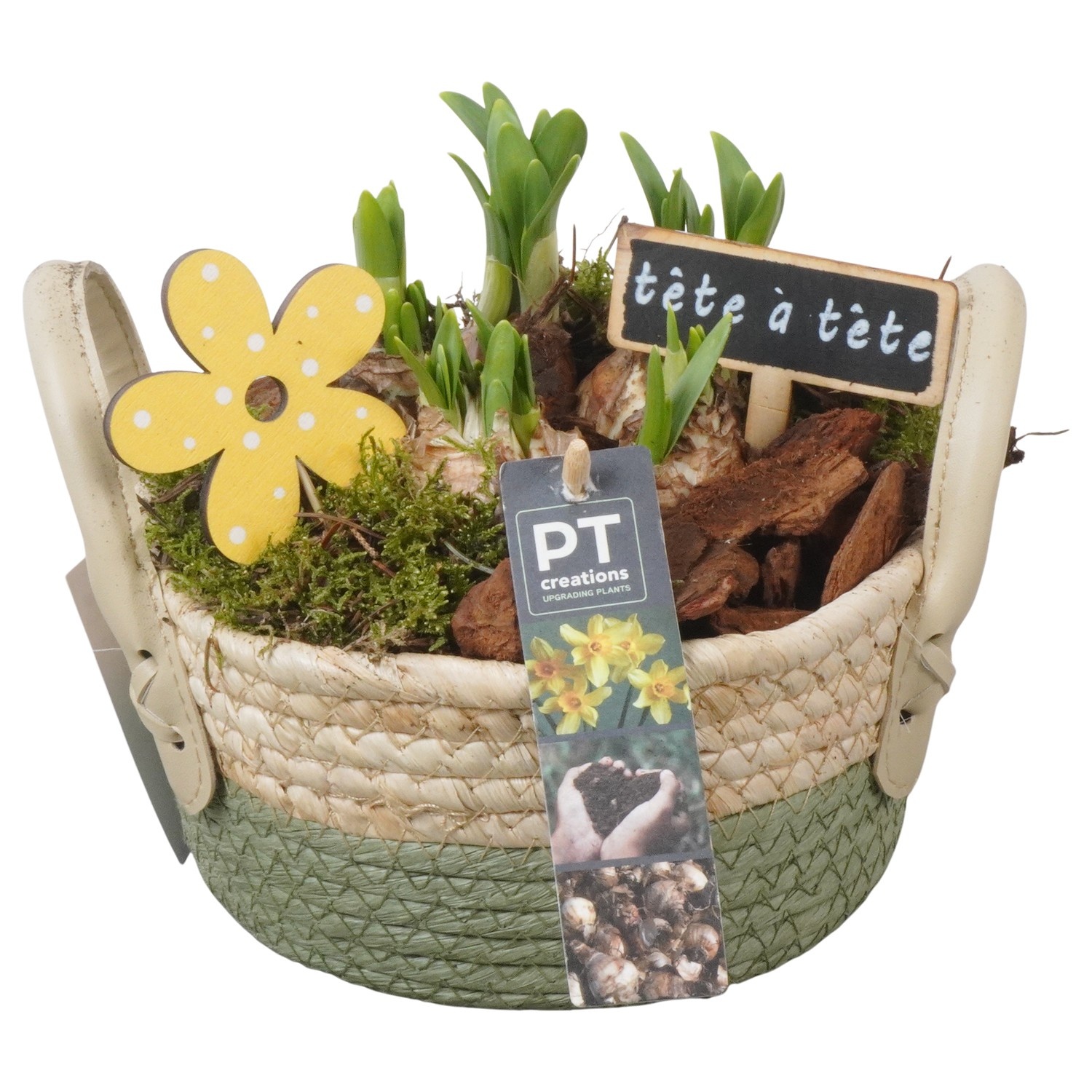 PTN8624 Arrangement Narcissus in rieten mand, D 17