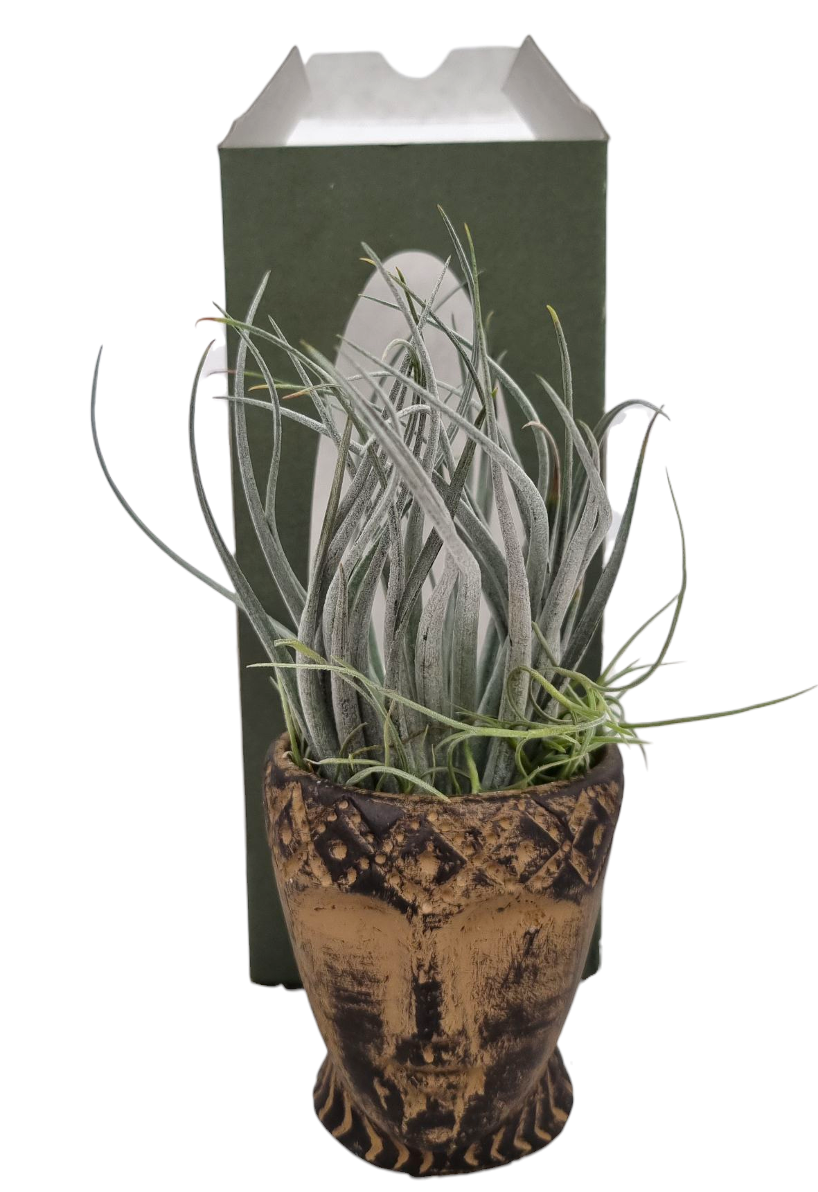 Tillandsia Totem pot gift package, D 9
