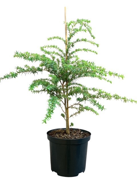 Tsuga heterophylla, D 18