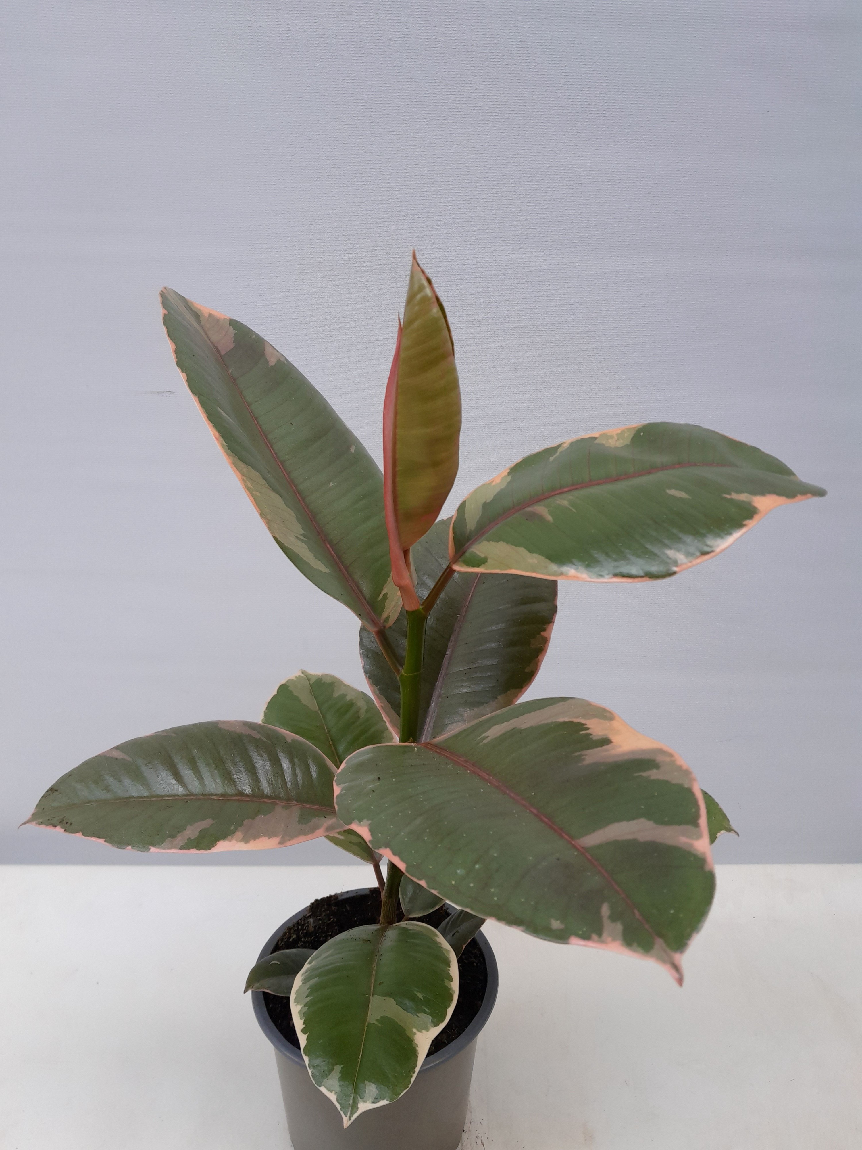 FICUS ELASTICA 'BELIZE', D 12