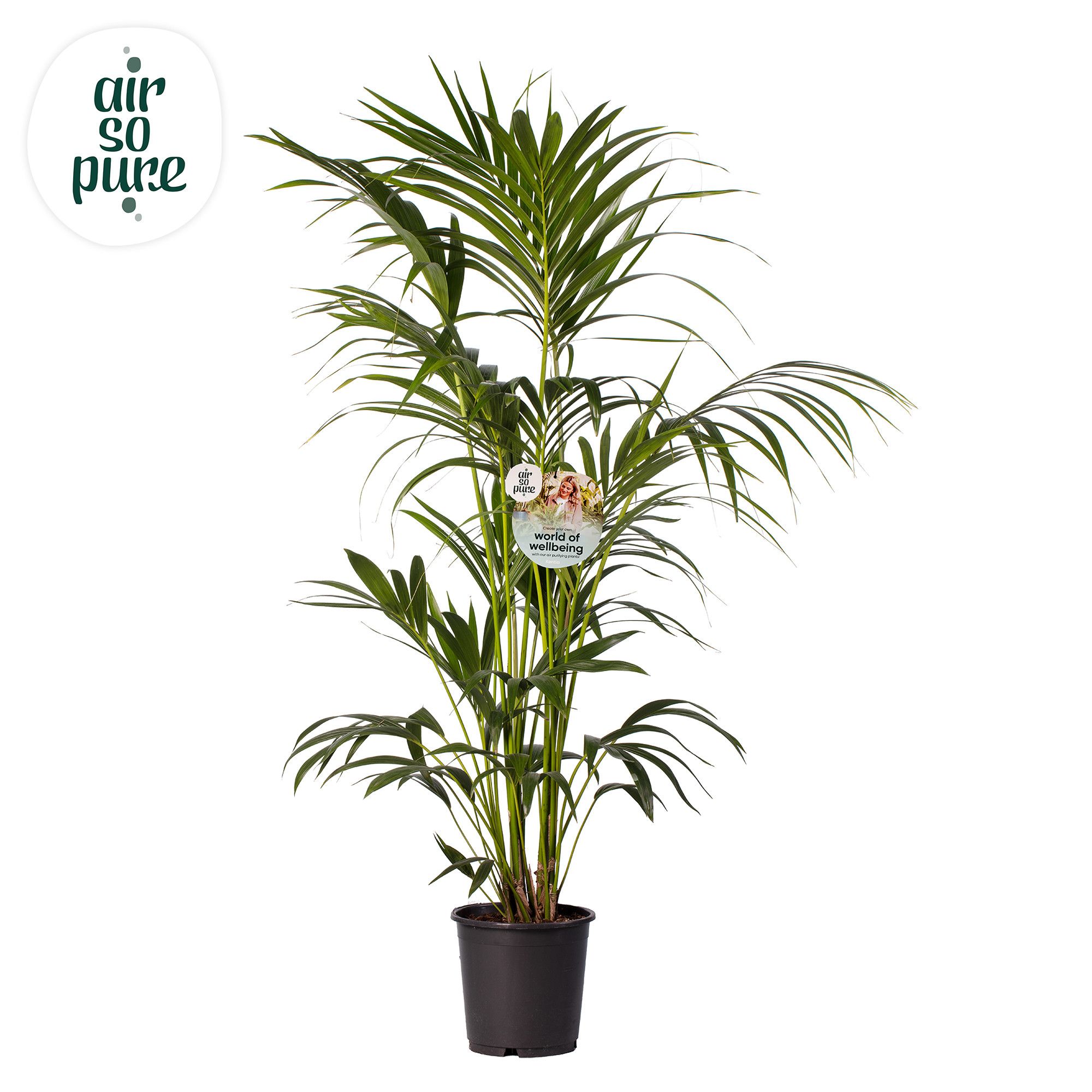 KENTIA - P24 H150 - 6PP - Air So Pure (howea forsteriana), D 24