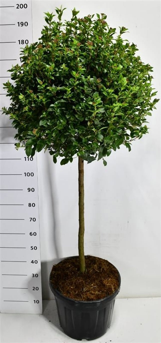 Viburnum tin. 'Eve Price', D 48