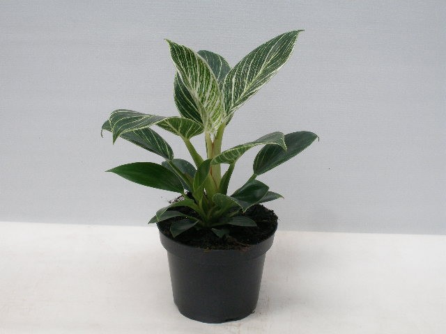 PHILODENDRON ERUBESCENS 'ZEBRA', D 12