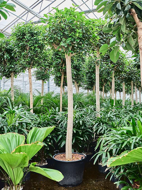 Ficus rubiginosa 'Australis', D 65