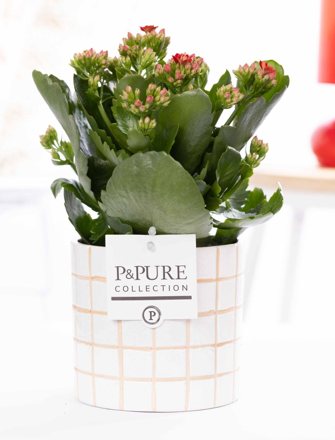 Kalanchoe red in P&PURE Tirza ceramics, D 12