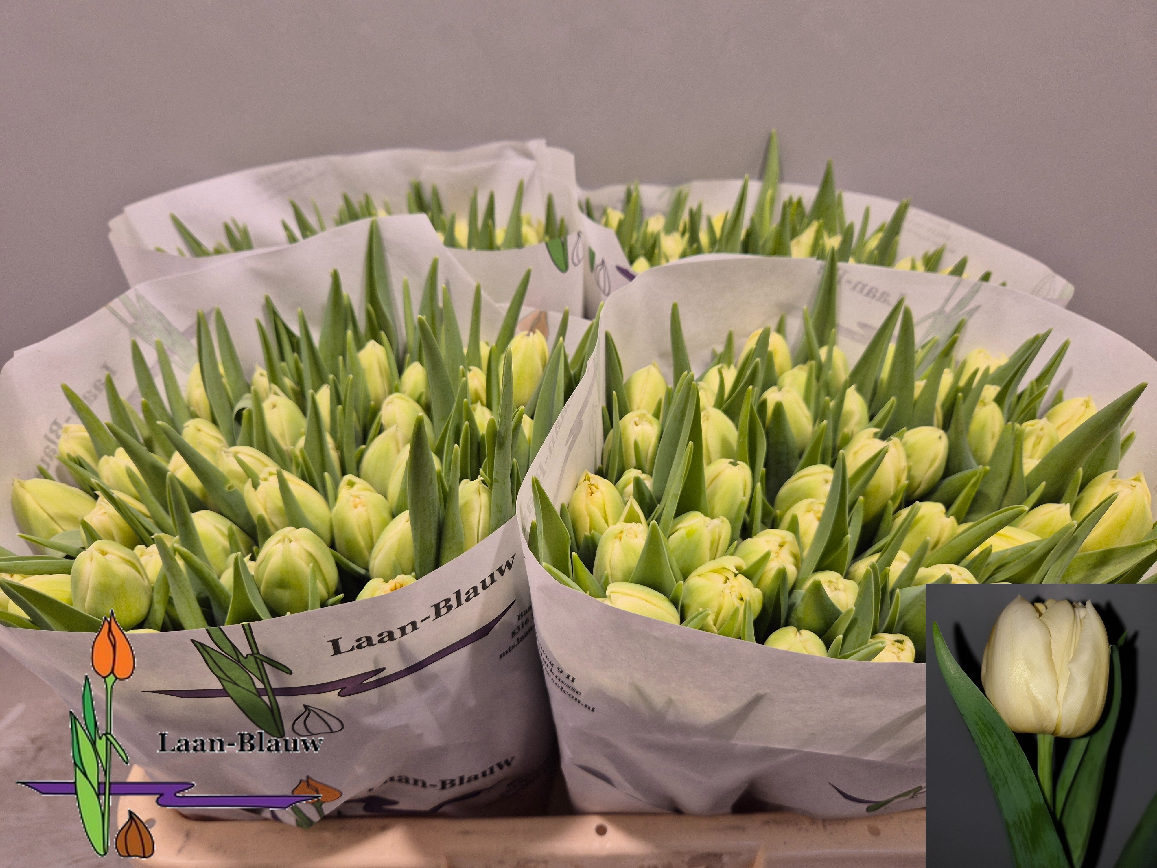 Тюльпан дв. Верона, шт.