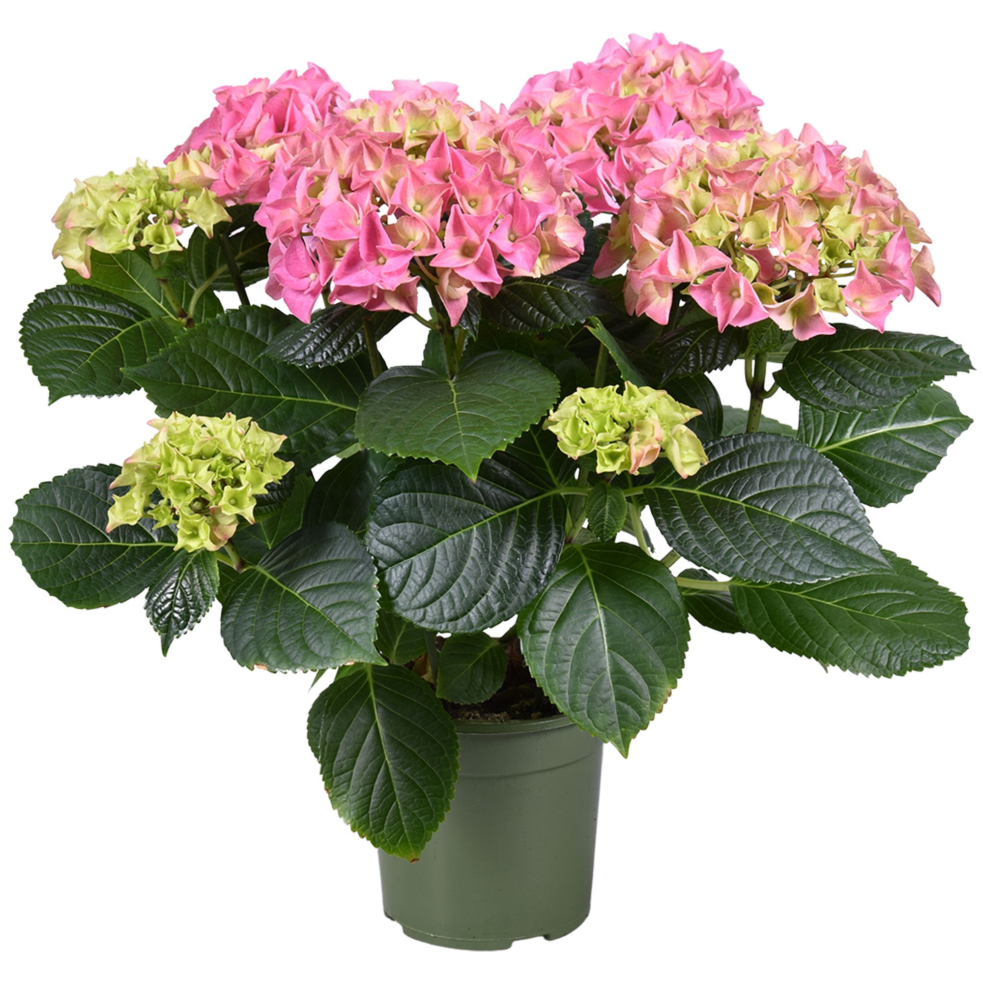 Hydrangea ROZE, D 13