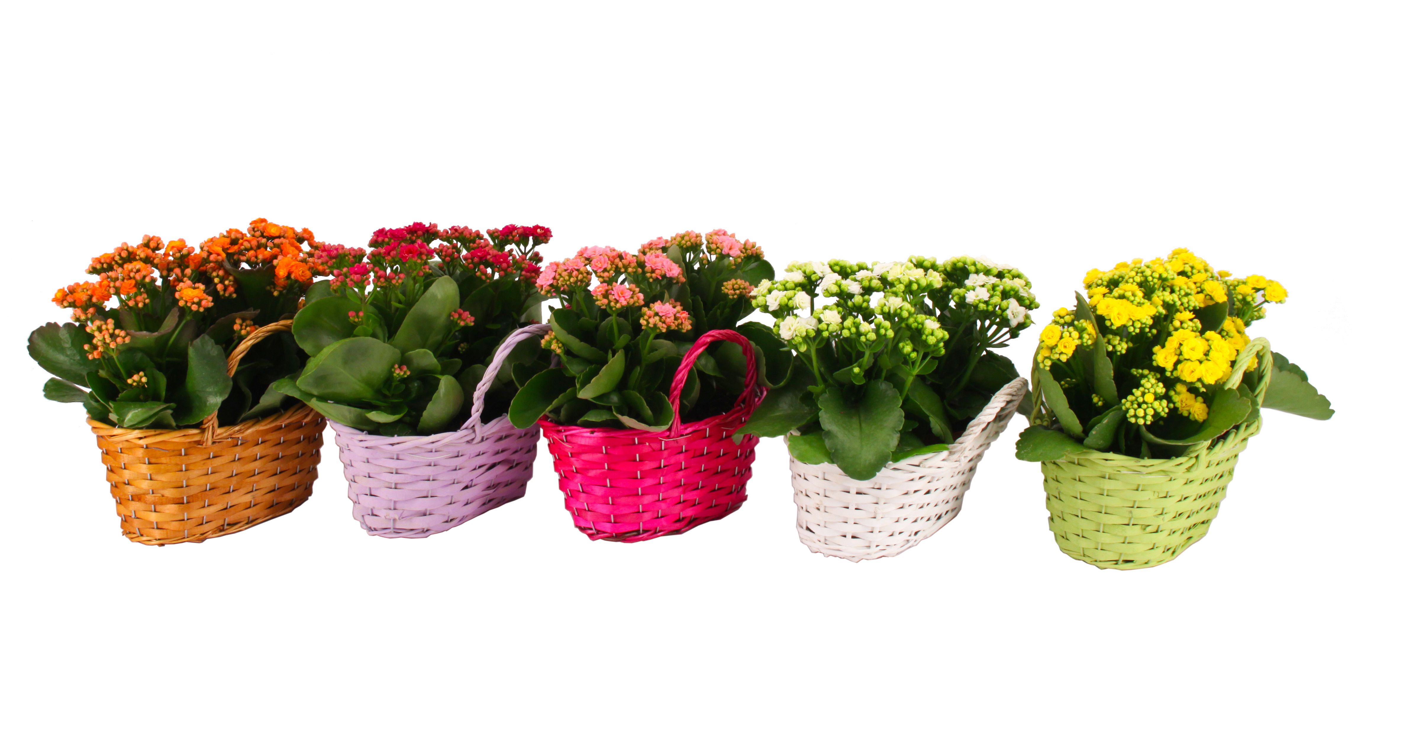 Calandiva Duomand Mix in Blanco hoes, D 24