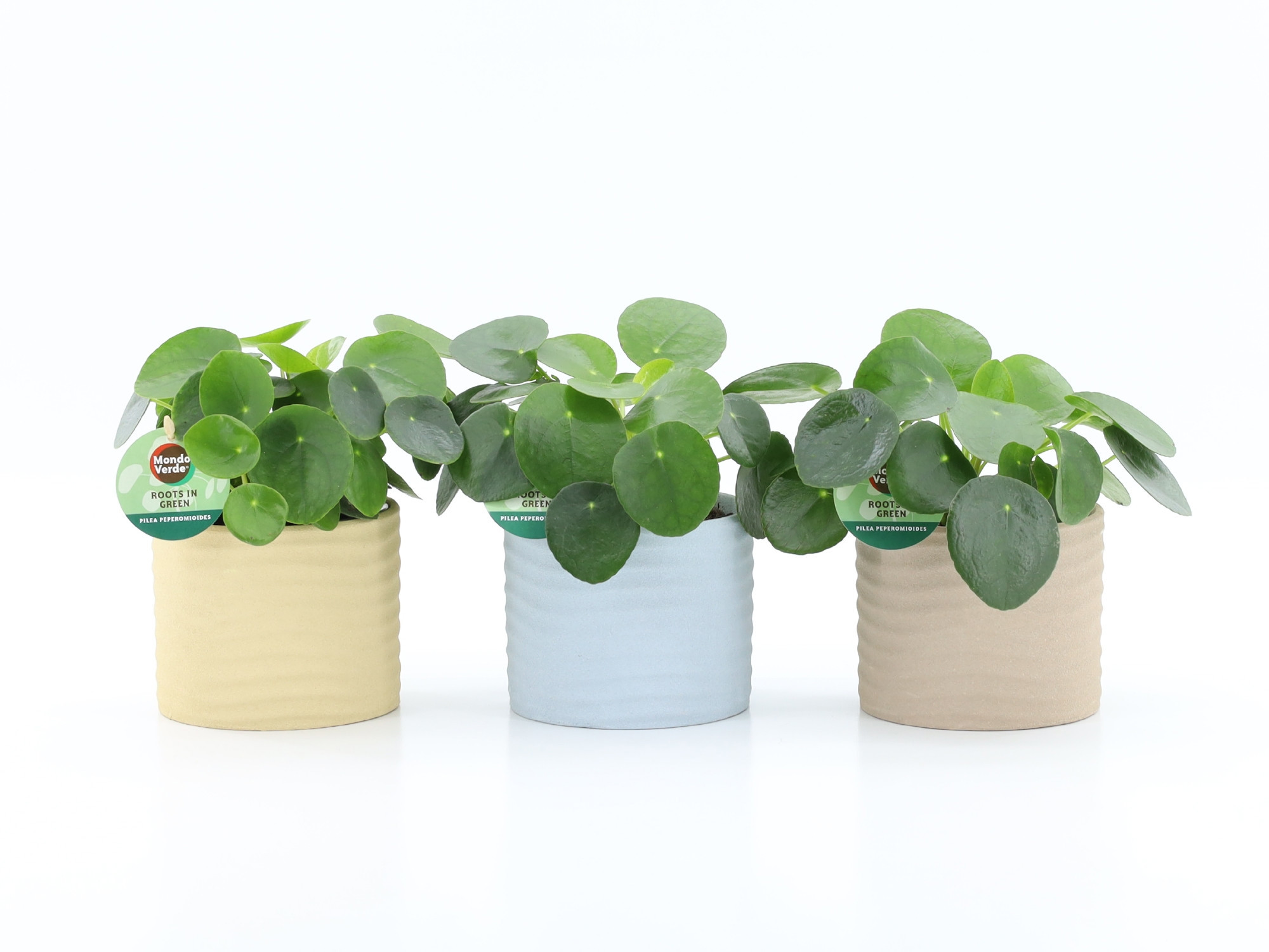 Pilea Peperomioides in Ibiza keramiek, D 13