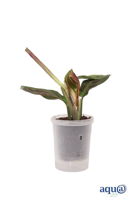 Maranta p06 bont Aqu@, D 6